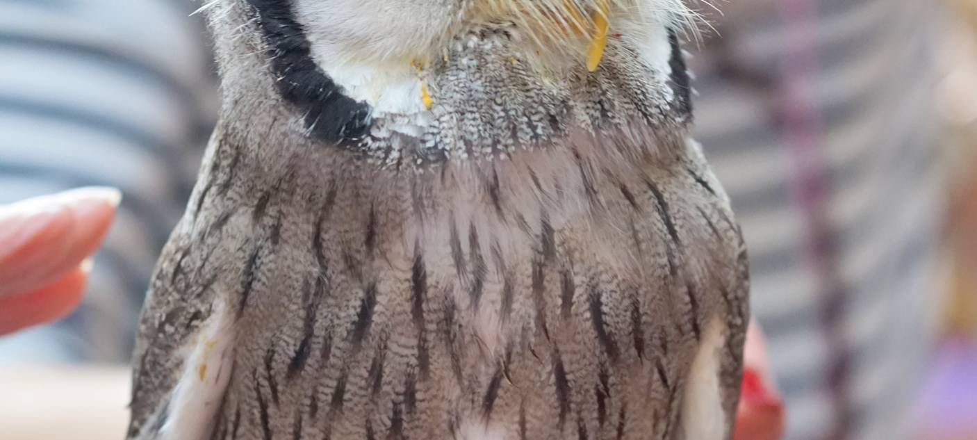 Wenn das Käuzchen kuscheln kommt...