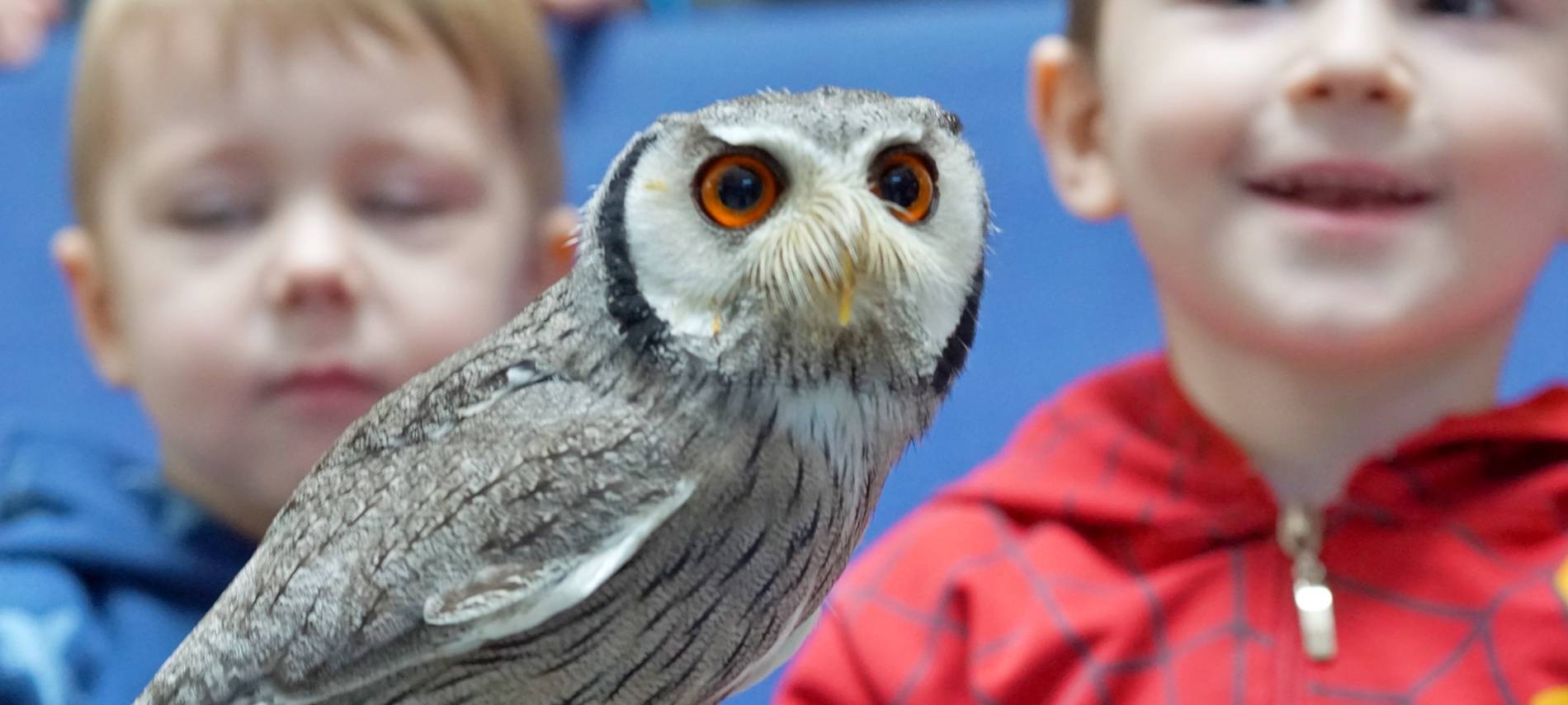 Wenn das Käuzchen kuscheln kommt...
