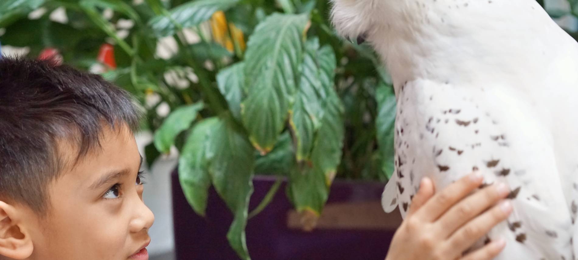 Wenn das Käuzchen kuscheln kommt...
