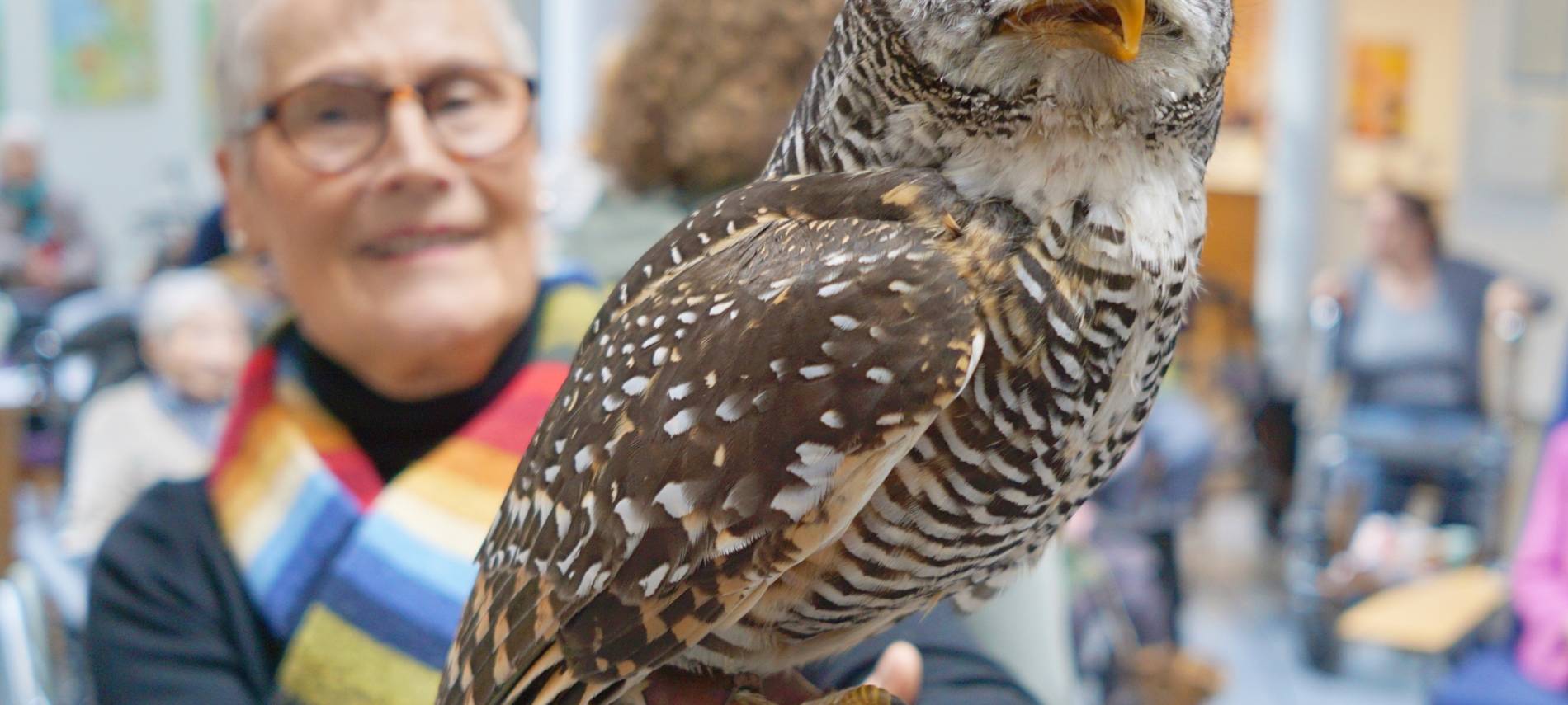Besuch von Seeleneulen im Tersteegen-Haus