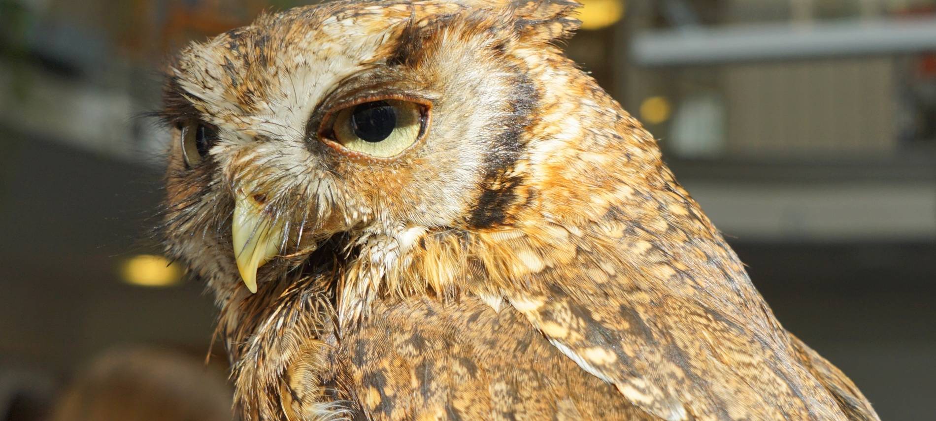 Wanderung mit Eulen zu ersteigern