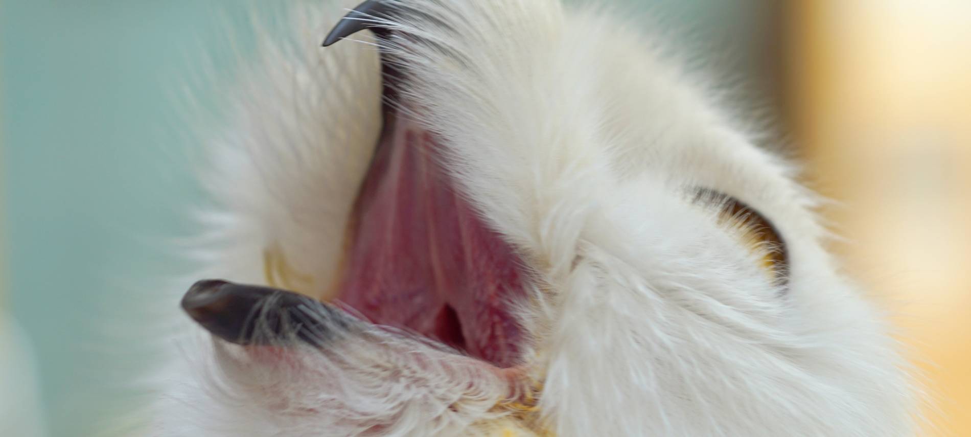 Wenn das Käuzchen kuscheln kommt...