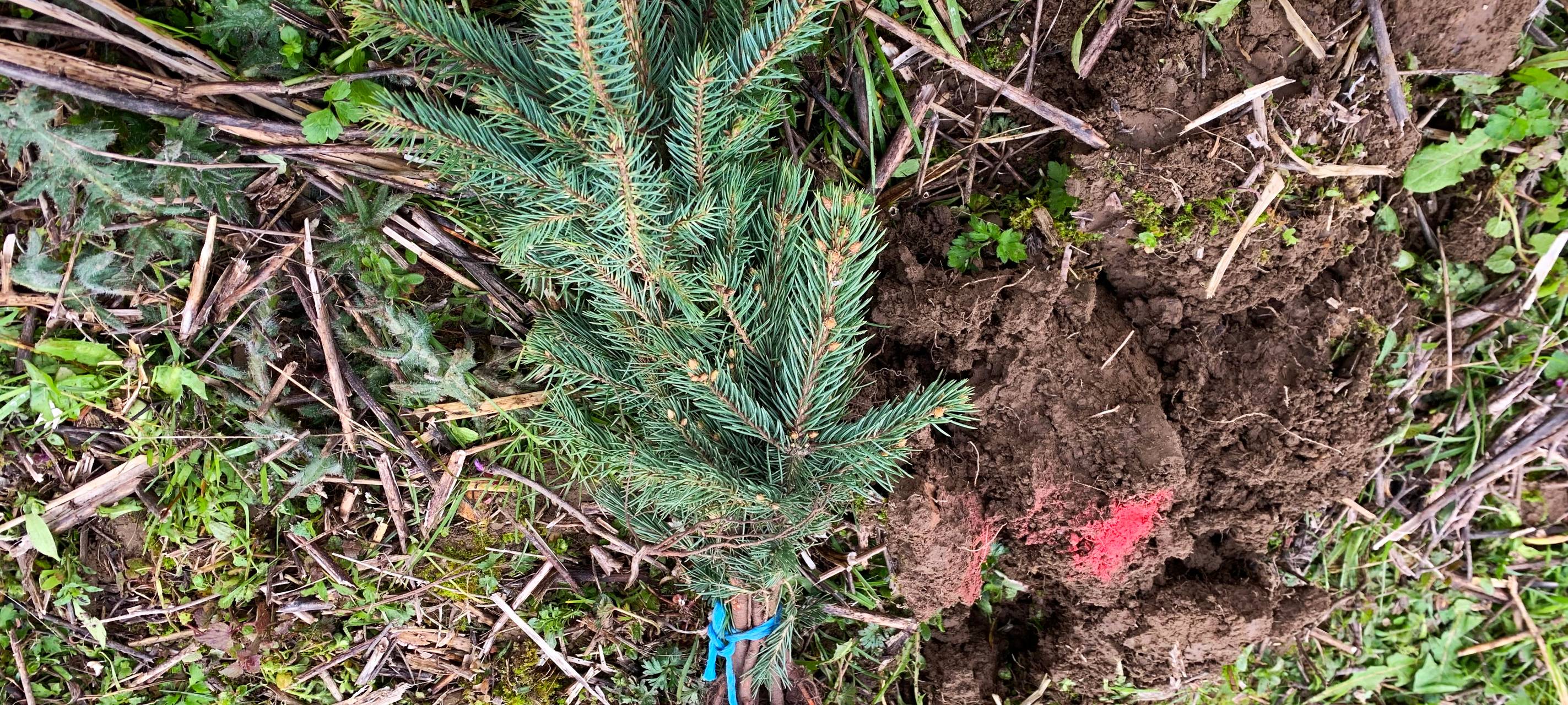 Bäume für Weihnachten 2030