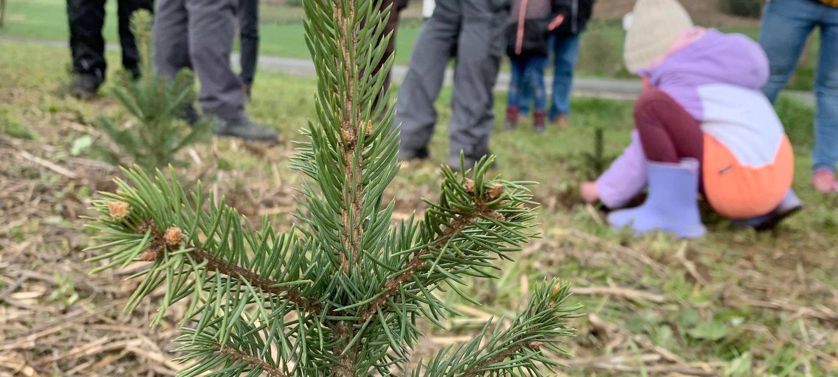 Bäume für Weihnachten 2030