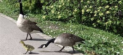 Iserlohn: Gänseproblem am Seilersee