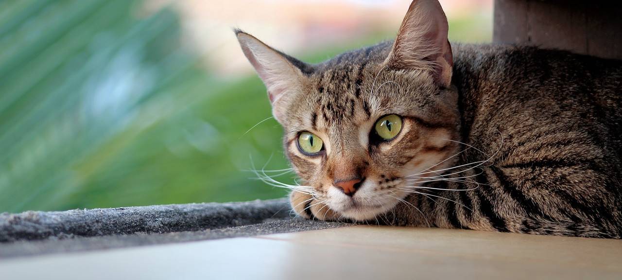 Kastrationspflicht für Katzen in Halver