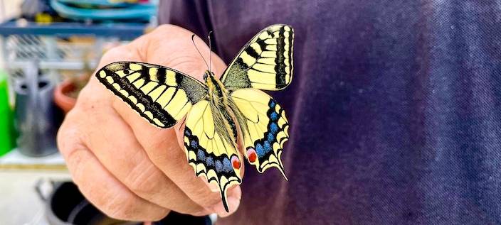 Schmetterlingshaus bei Kremer ab So., 18.06.: Flinke Falter landen in Lüdenscheid