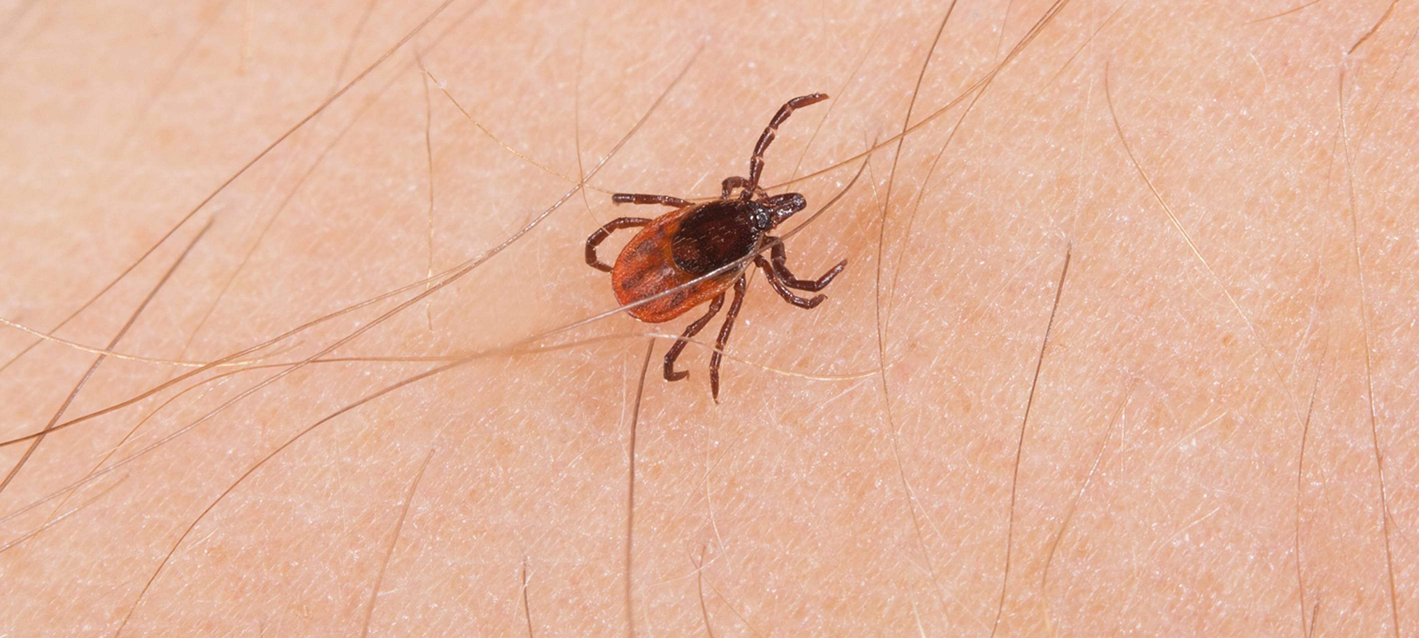 Warum die Zecke in Deutschland immer aktiver wird
