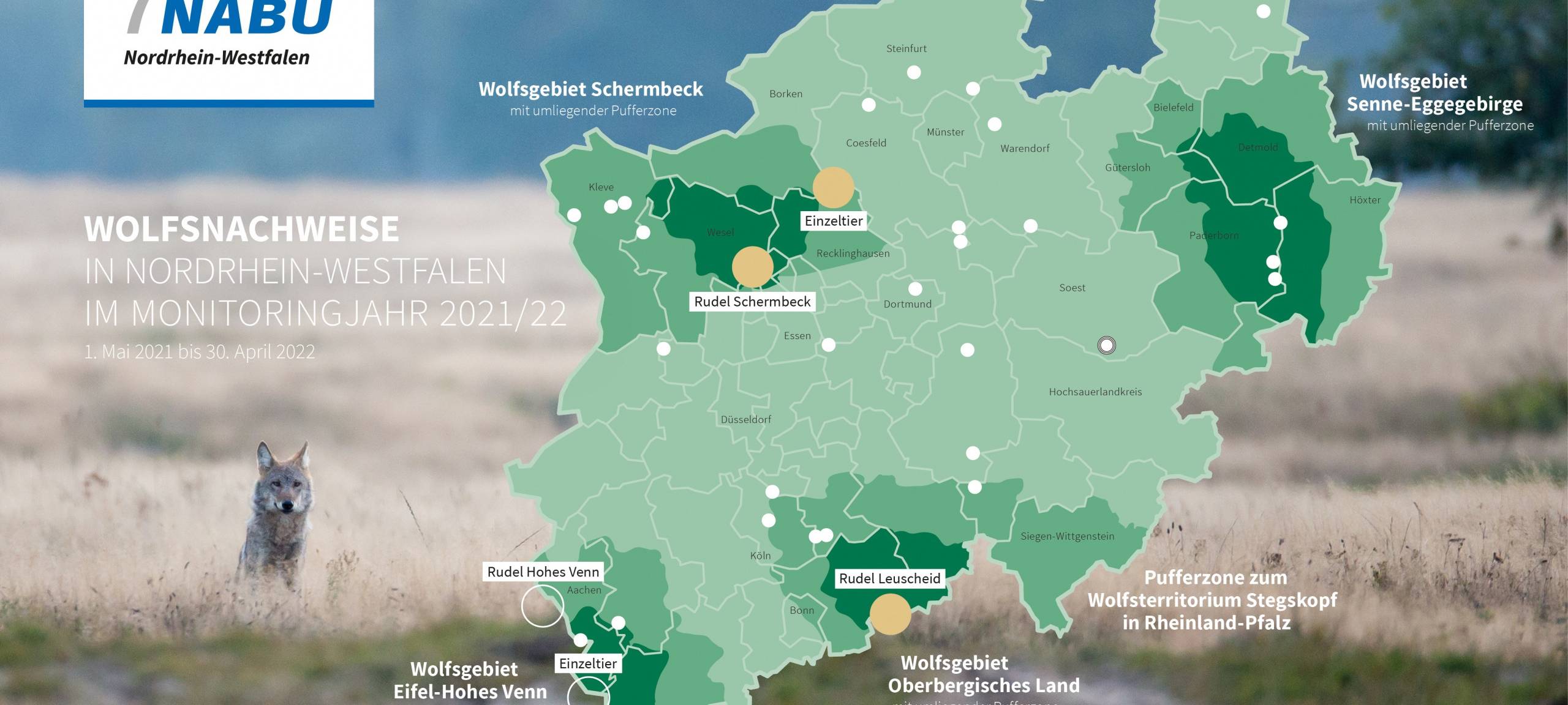 Märkischer Kreis könnte bald Wolfsregion sein