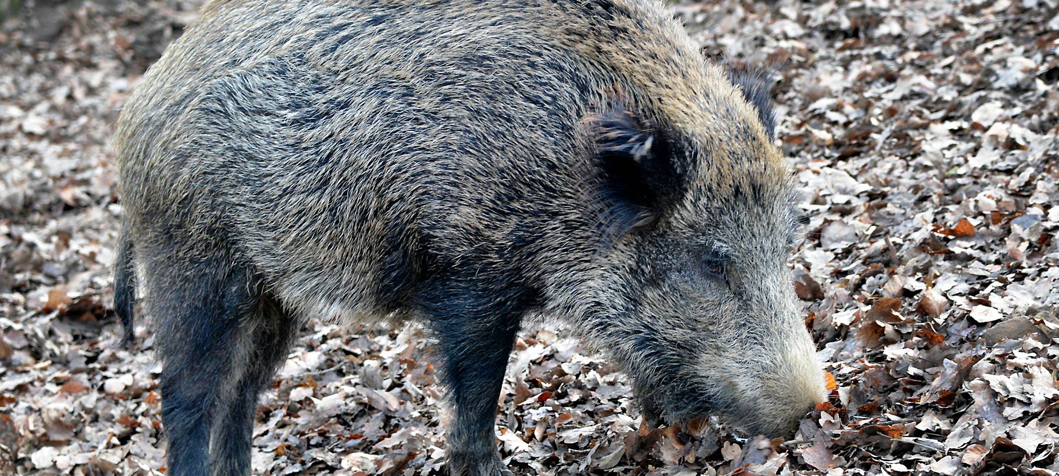 Kein Schwein auf dem Friedhof