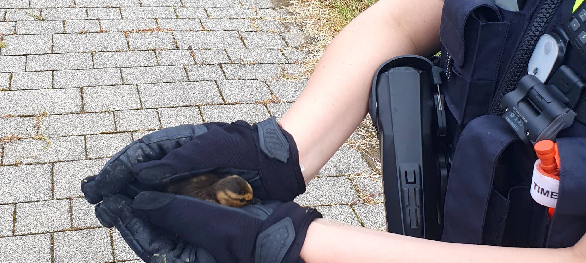 Die gute Nachricht des Tages - Rückblick Juni