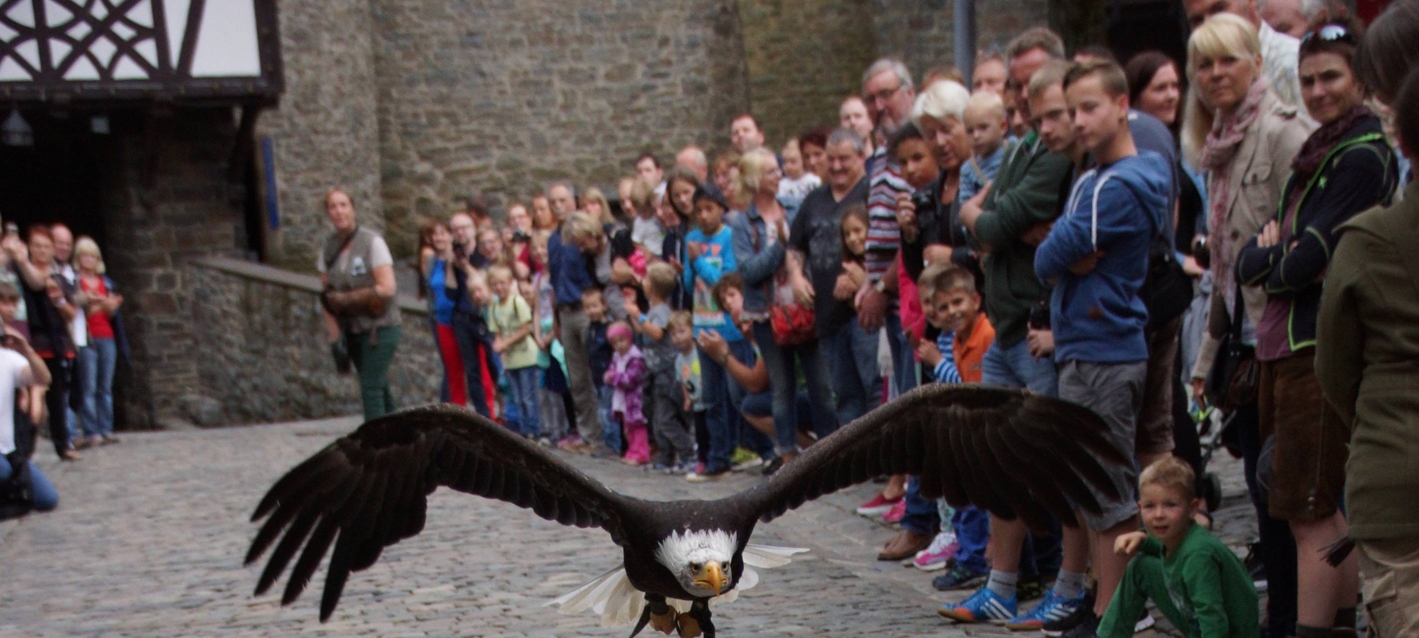 Greifvögel auf Burg Altena