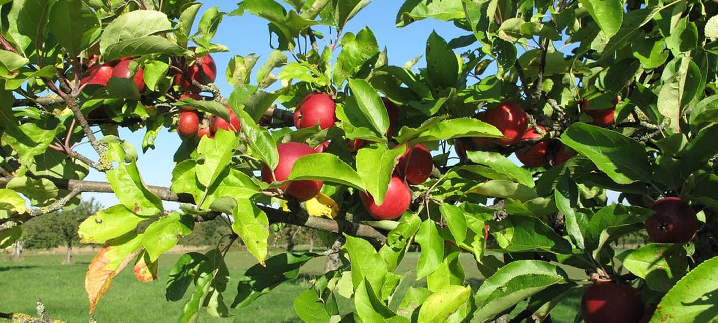 Offene Gärten im Ruhrbogen
