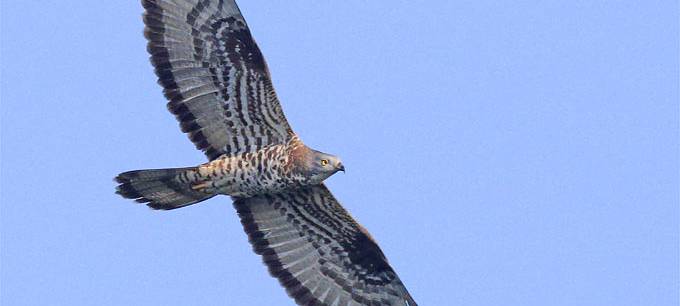 Kontroverse um geplante Windräder auf dem Kälberberg bei Lüdenscheid