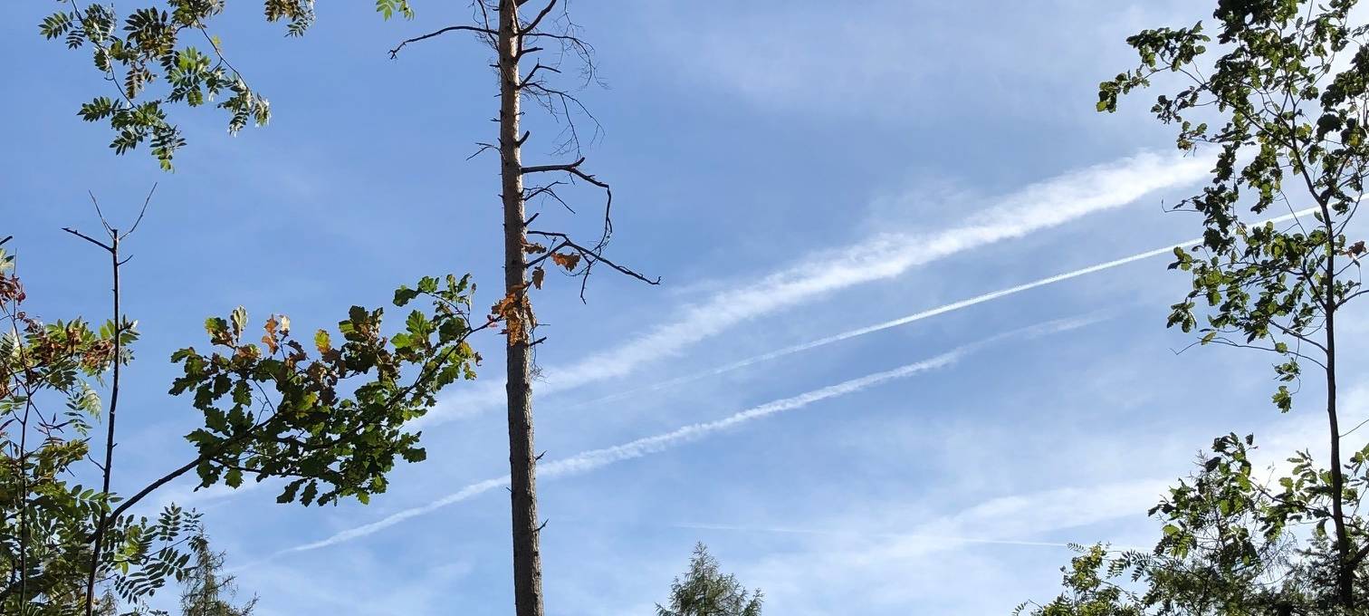 Politiker aus Lüdenscheid auf Wald-Exkursion mit Revierförster