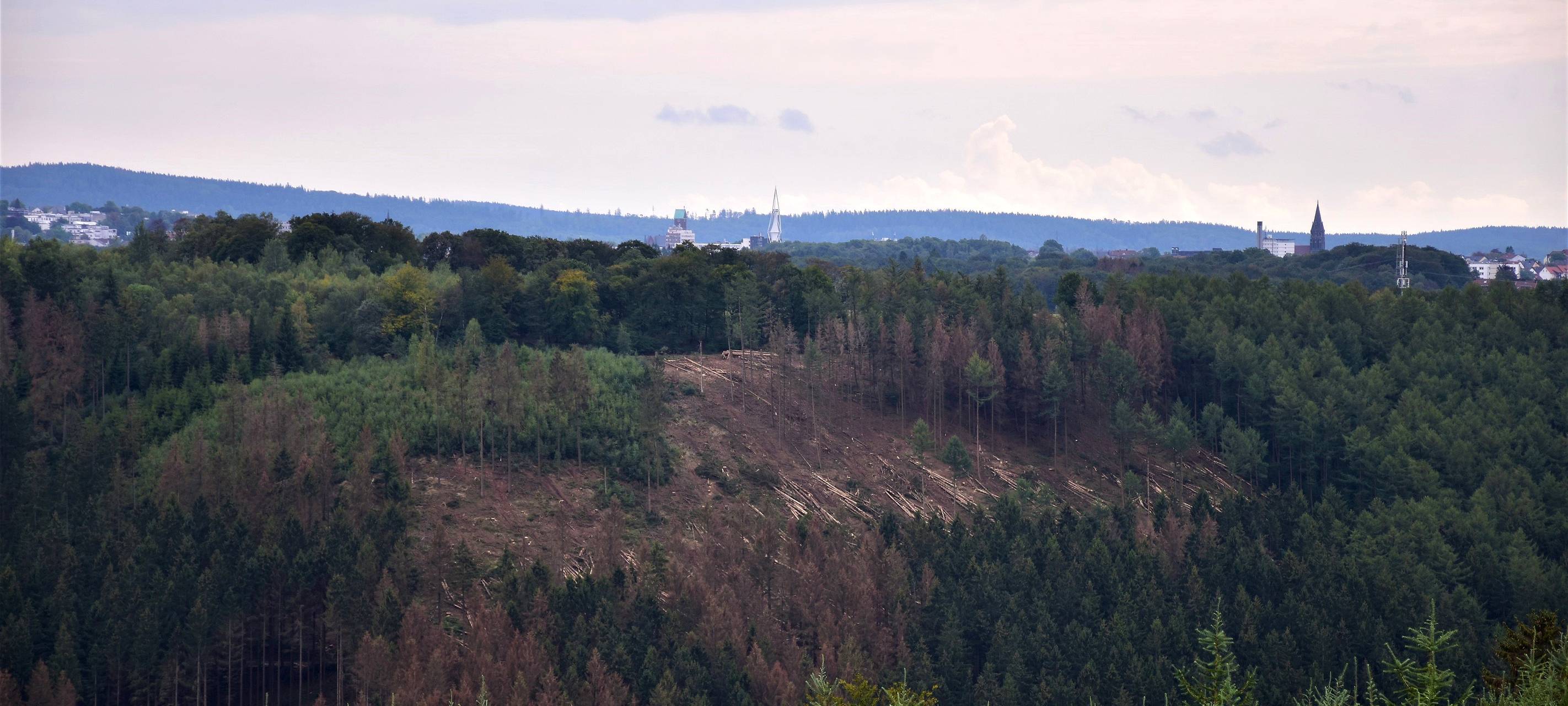 Wie der Klimawandel den Wäldern im Märkischen Kreis schadet