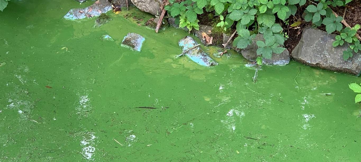 Keine Entwarnung in Iserlohn: Immer noch Blaualgen im Seilersee