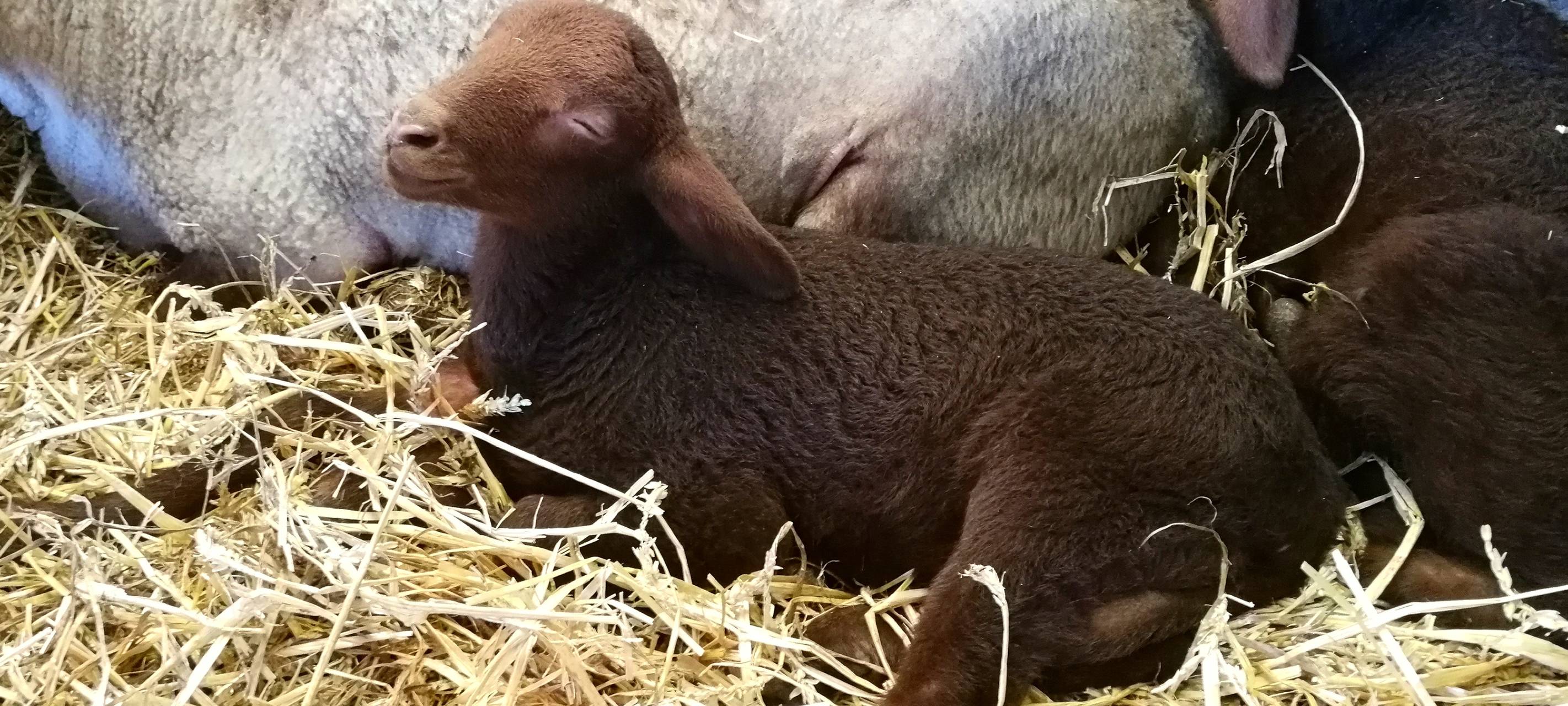 8. Lammtag in Iserlohn