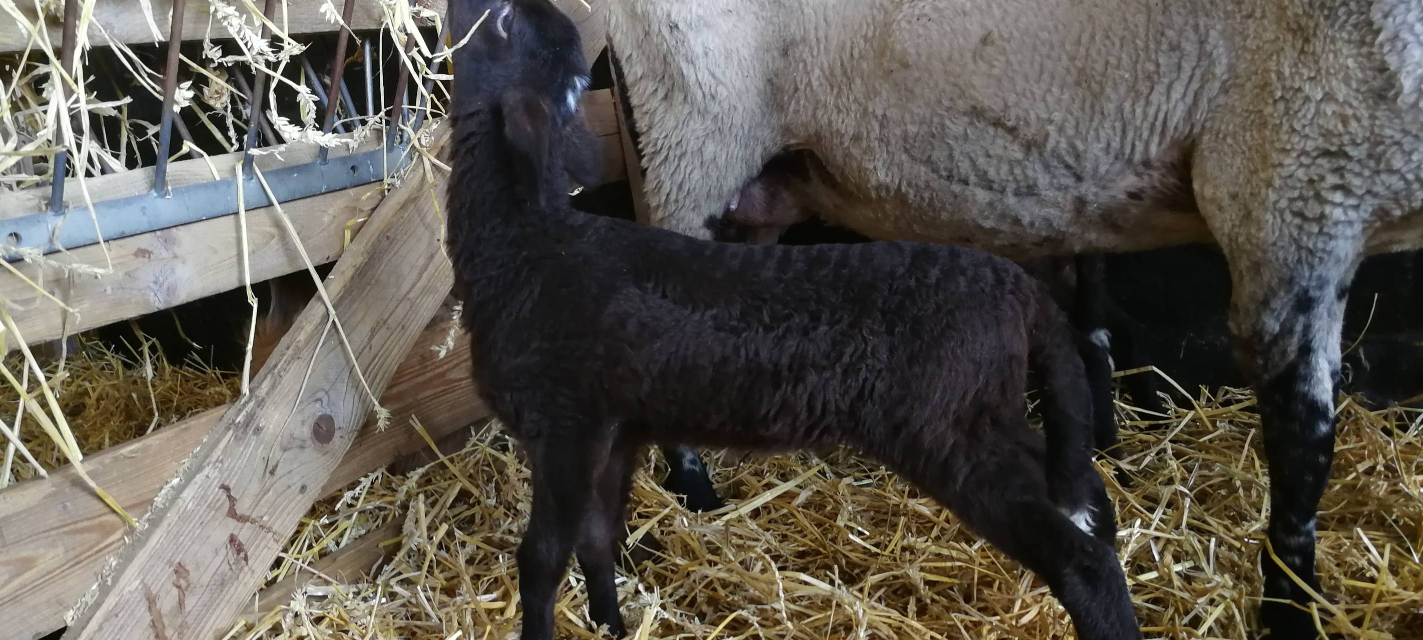 8. Lammtag in Iserlohn