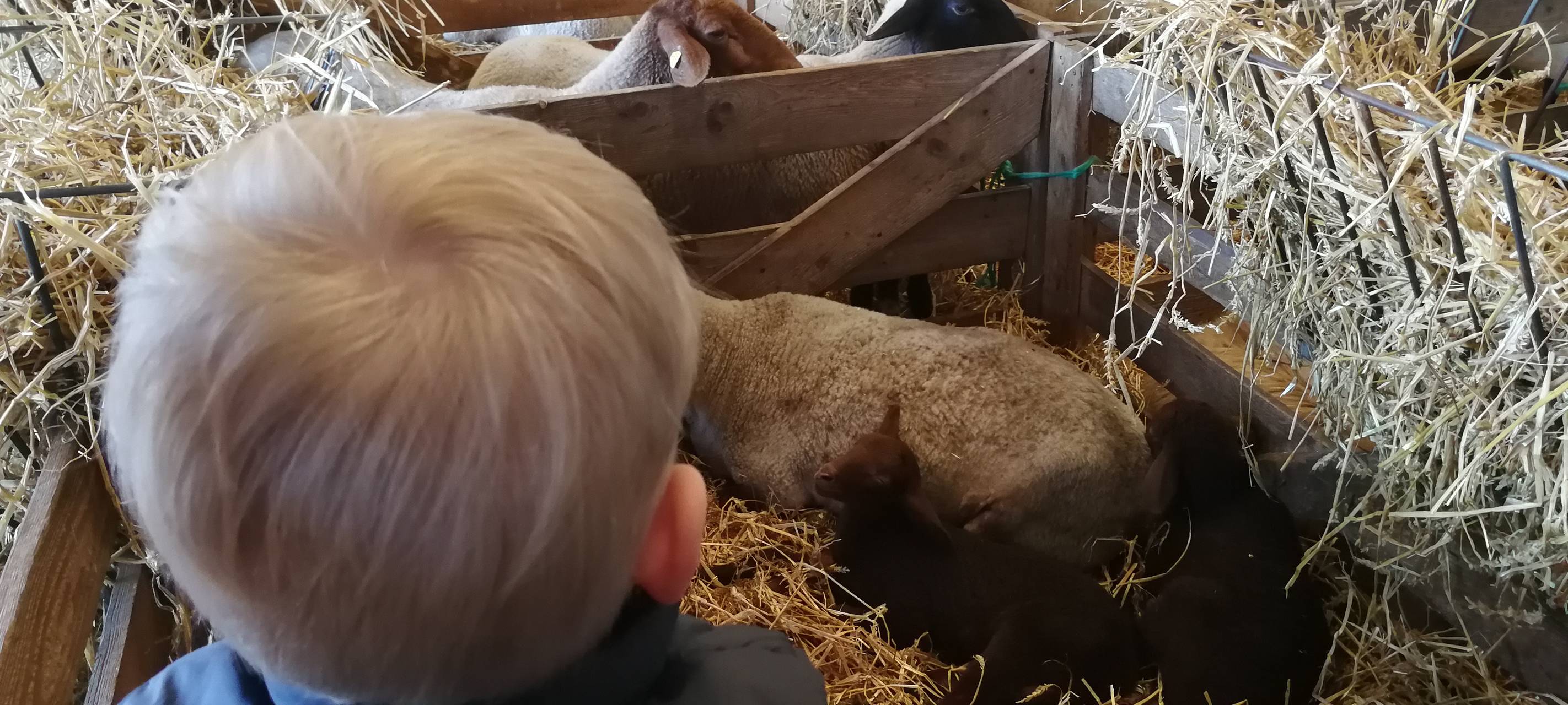 8. Lammtag in Iserlohn