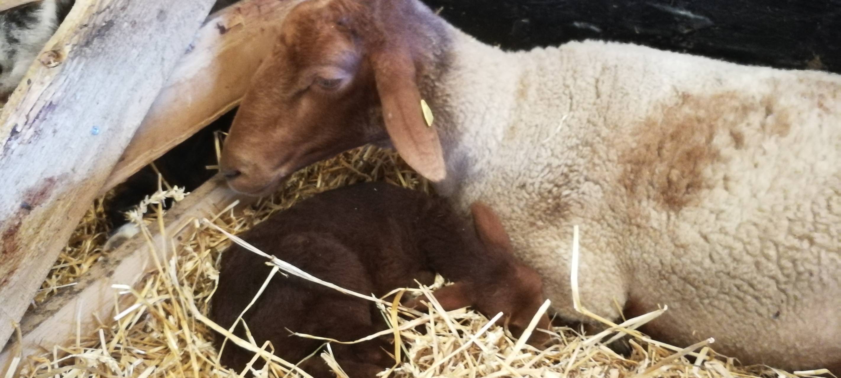 8. Lammtag in Iserlohn