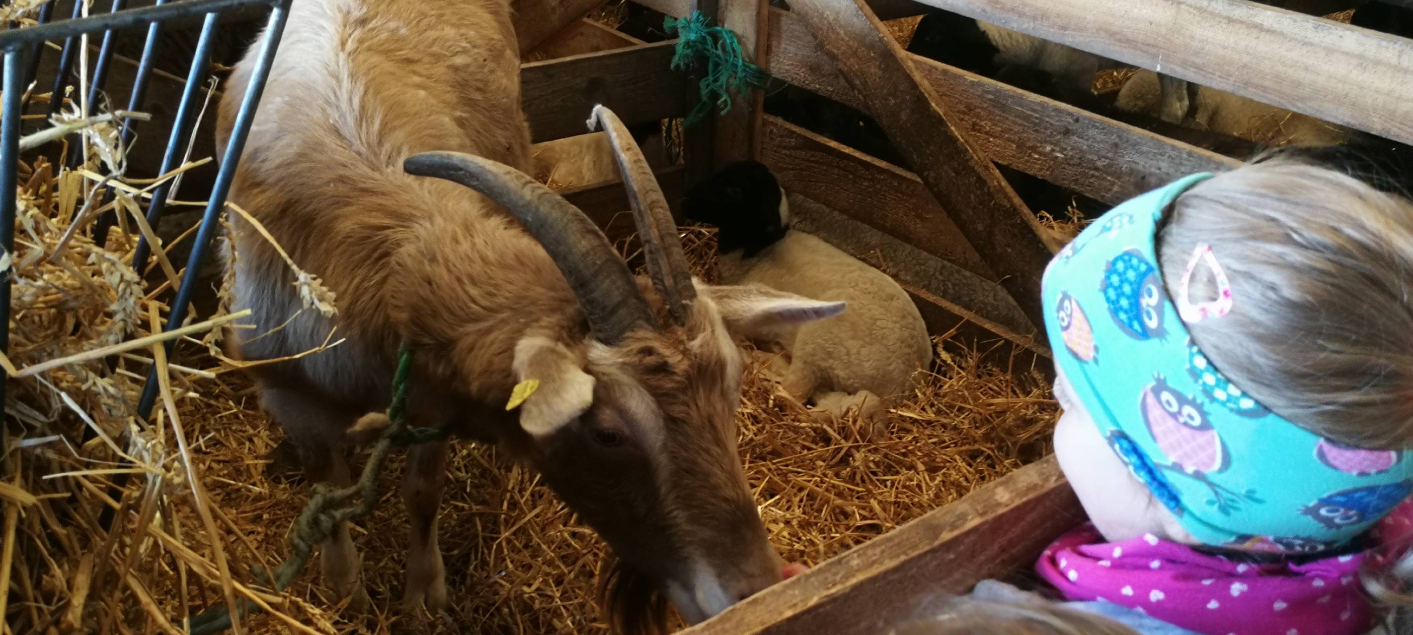 8. Lammtag in Iserlohn