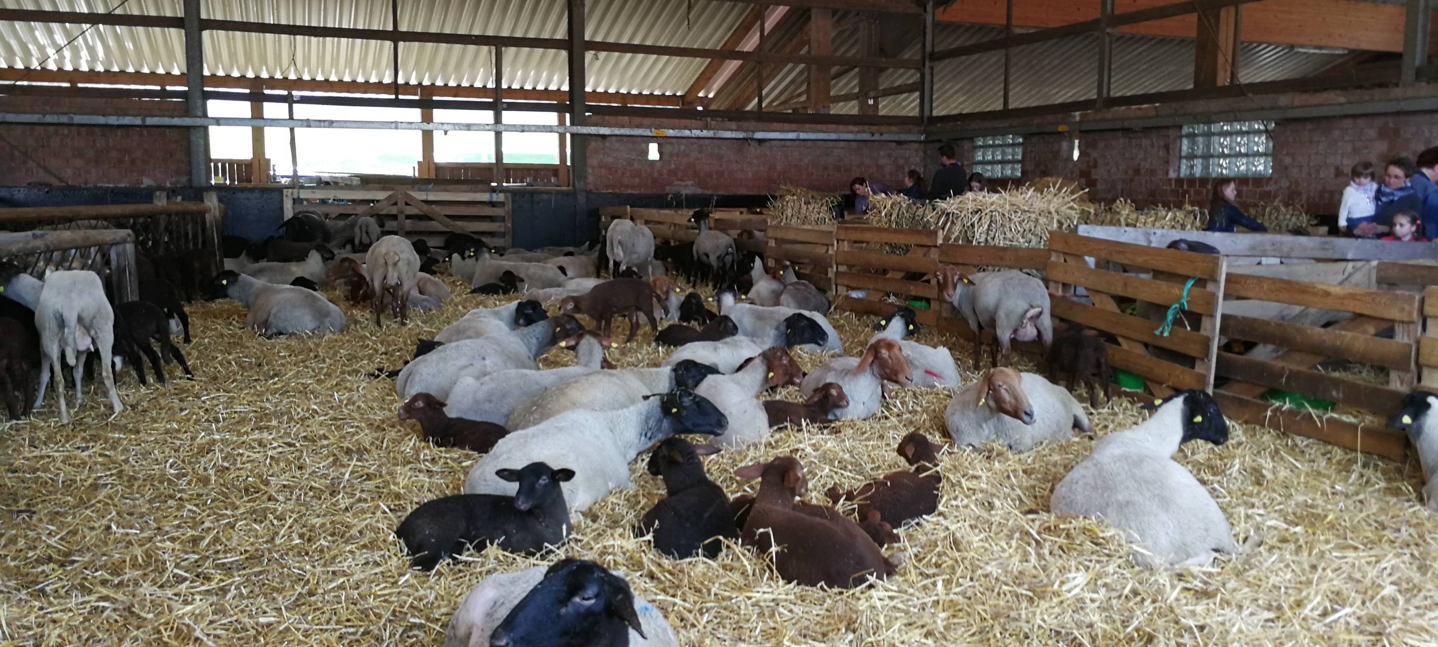 8. Lammtag in Iserlohn