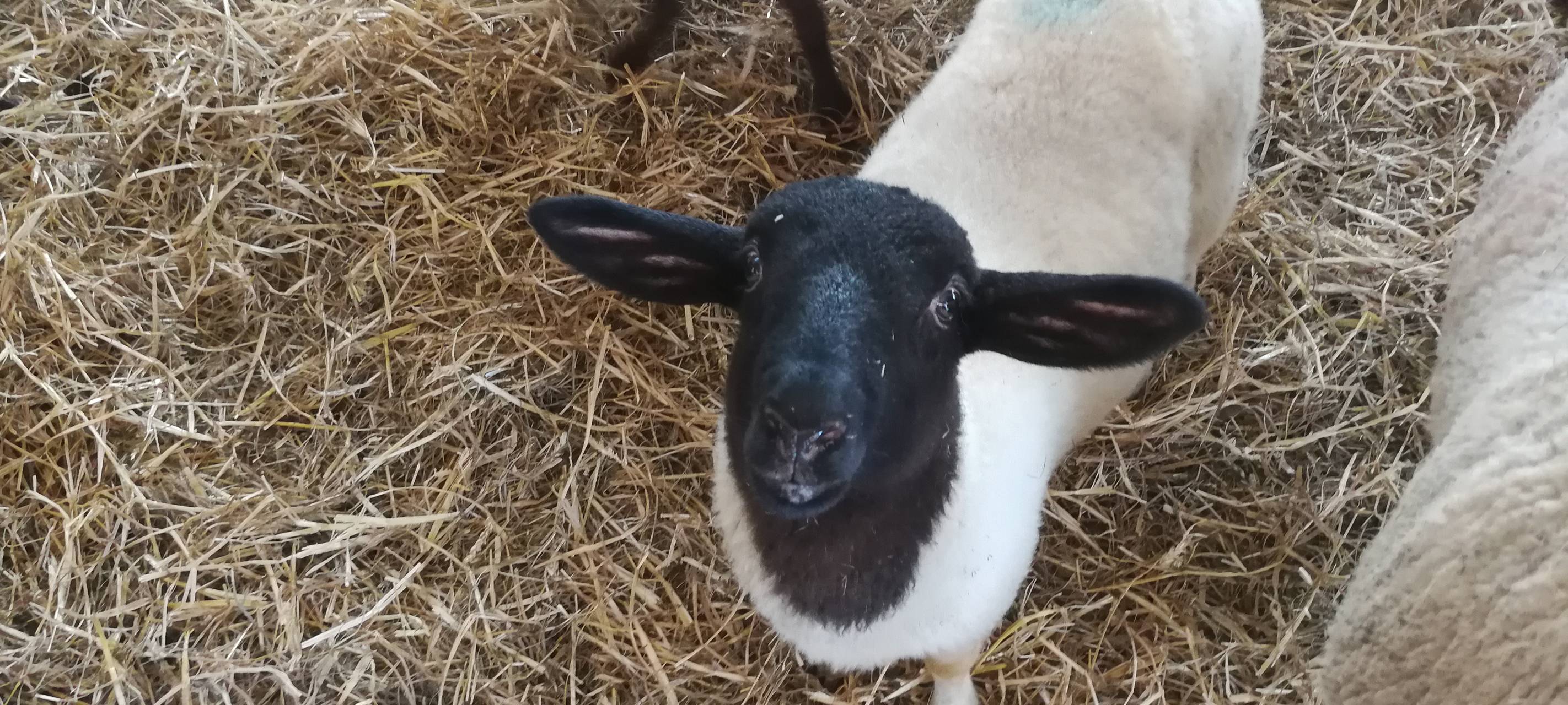 8. Lammtag in Iserlohn