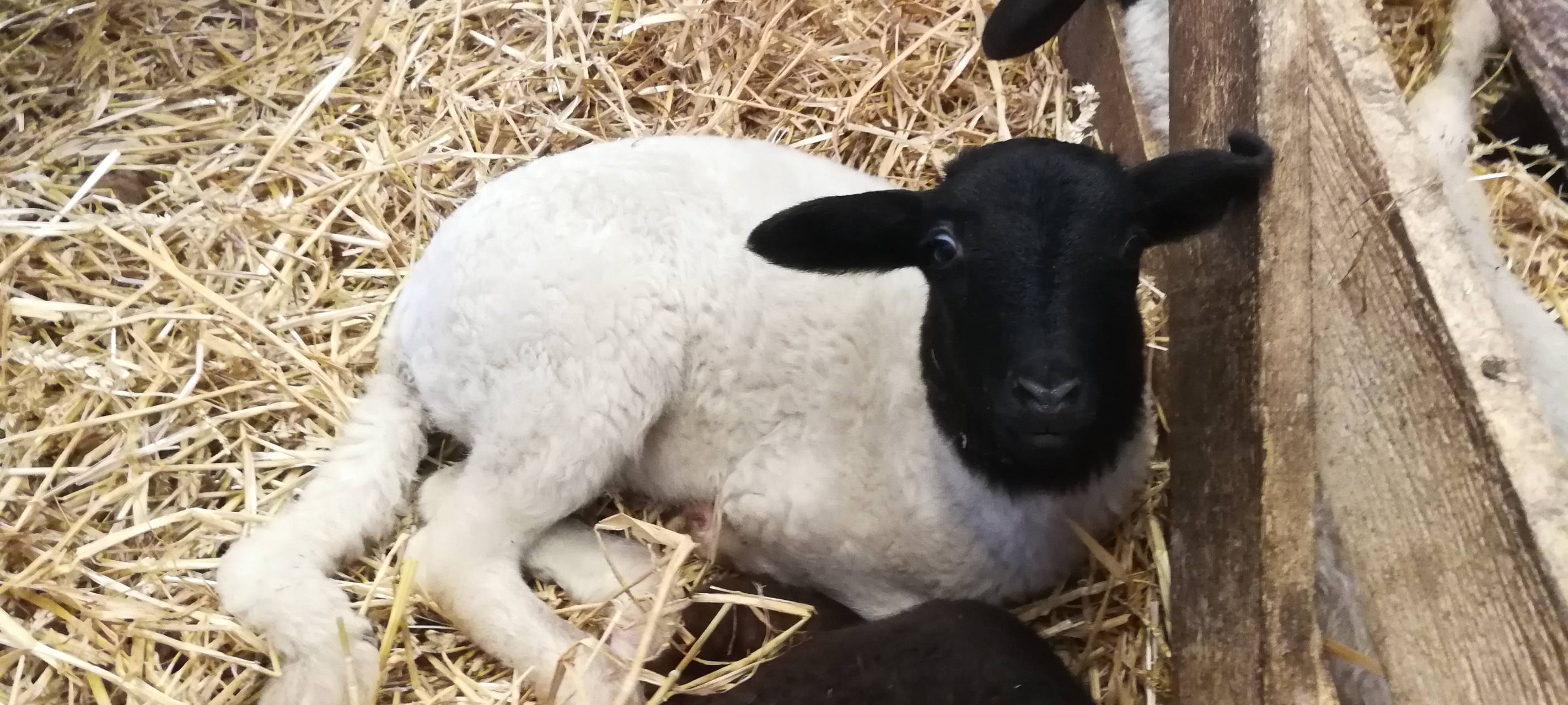 8. Lammtag in Iserlohn