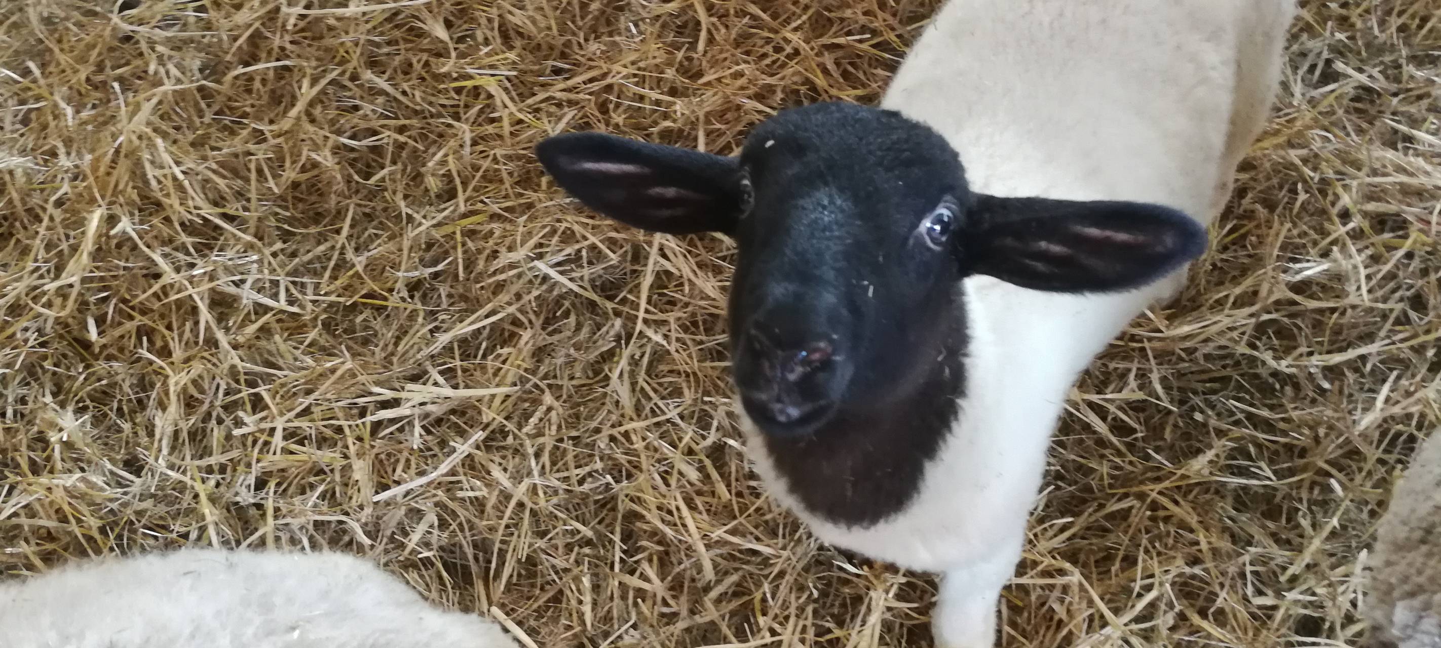 8. Lammtag in Iserlohn