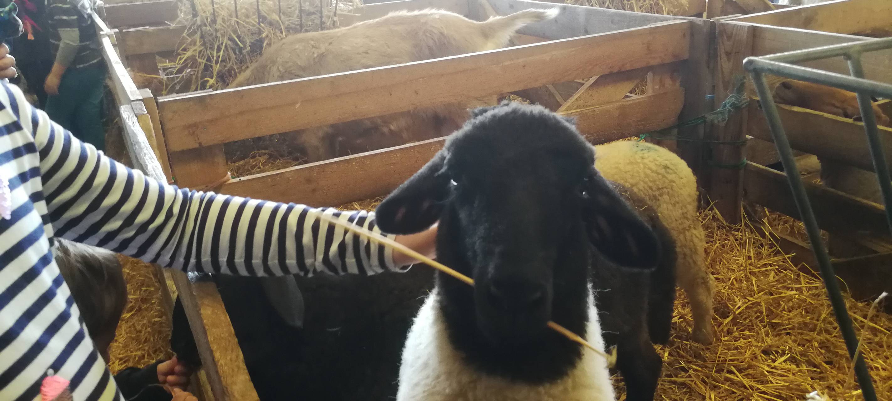 8. Lammtag in Iserlohn