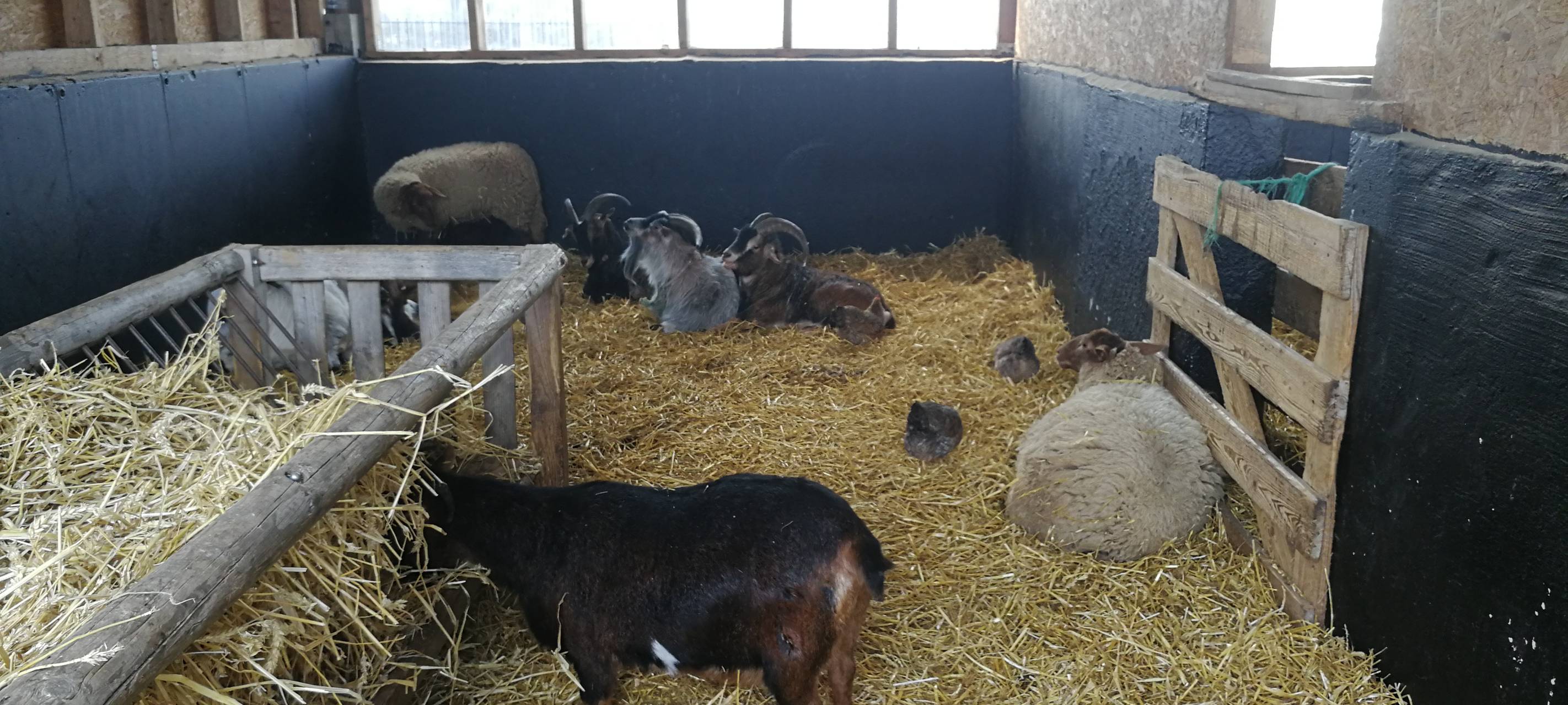 8. Lammtag in Iserlohn