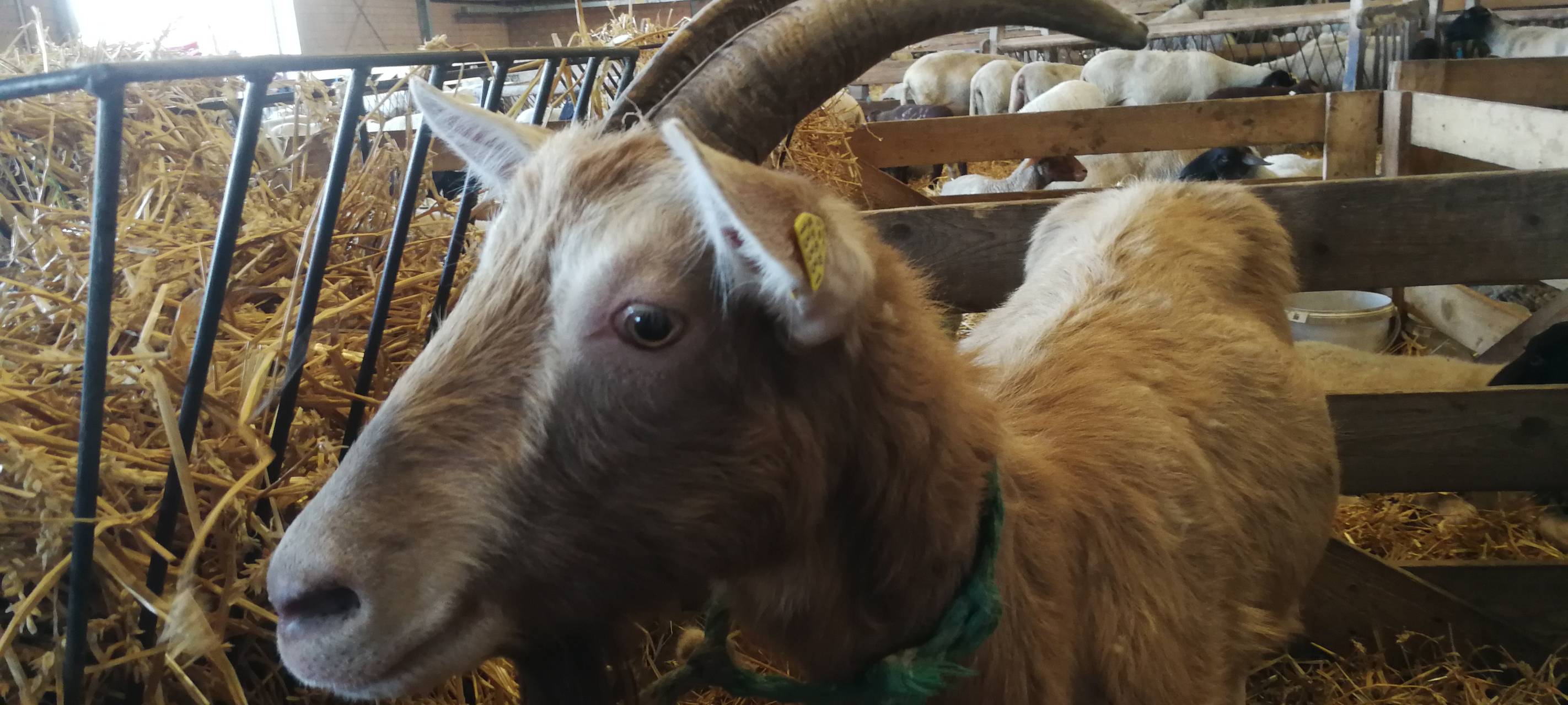 8. Lammtag in Iserlohn