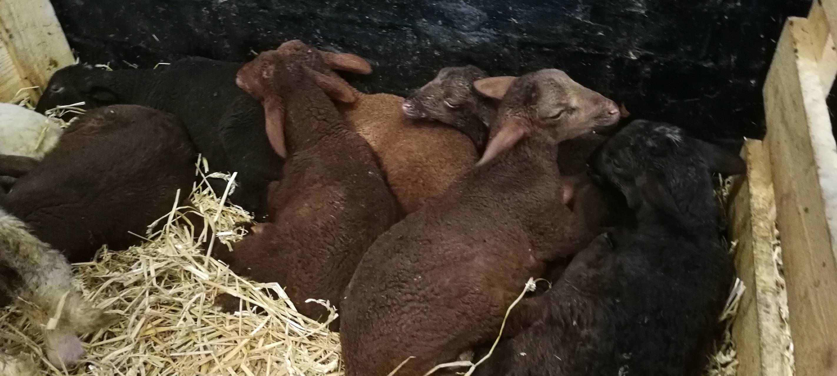 8. Lammtag in Iserlohn