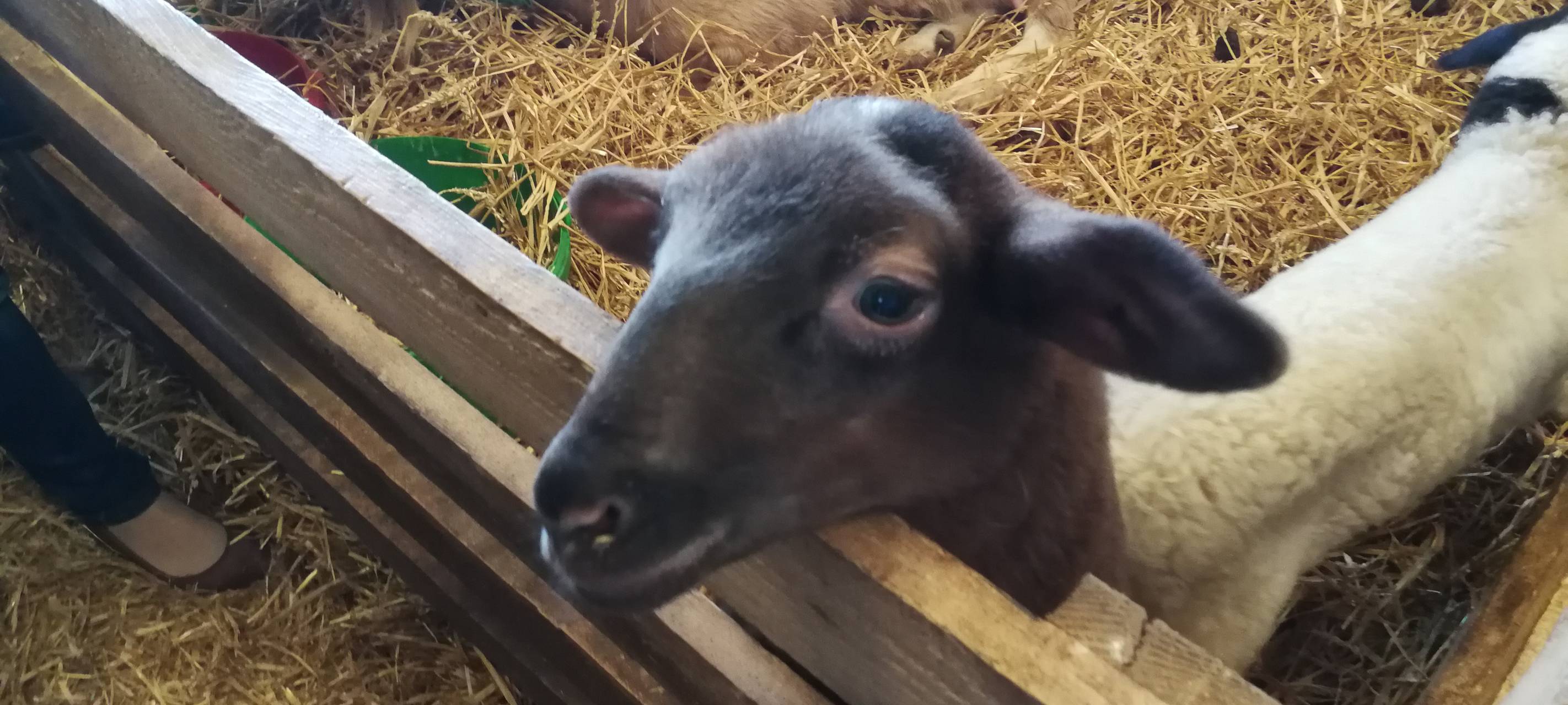 8. Lammtag in Iserlohn