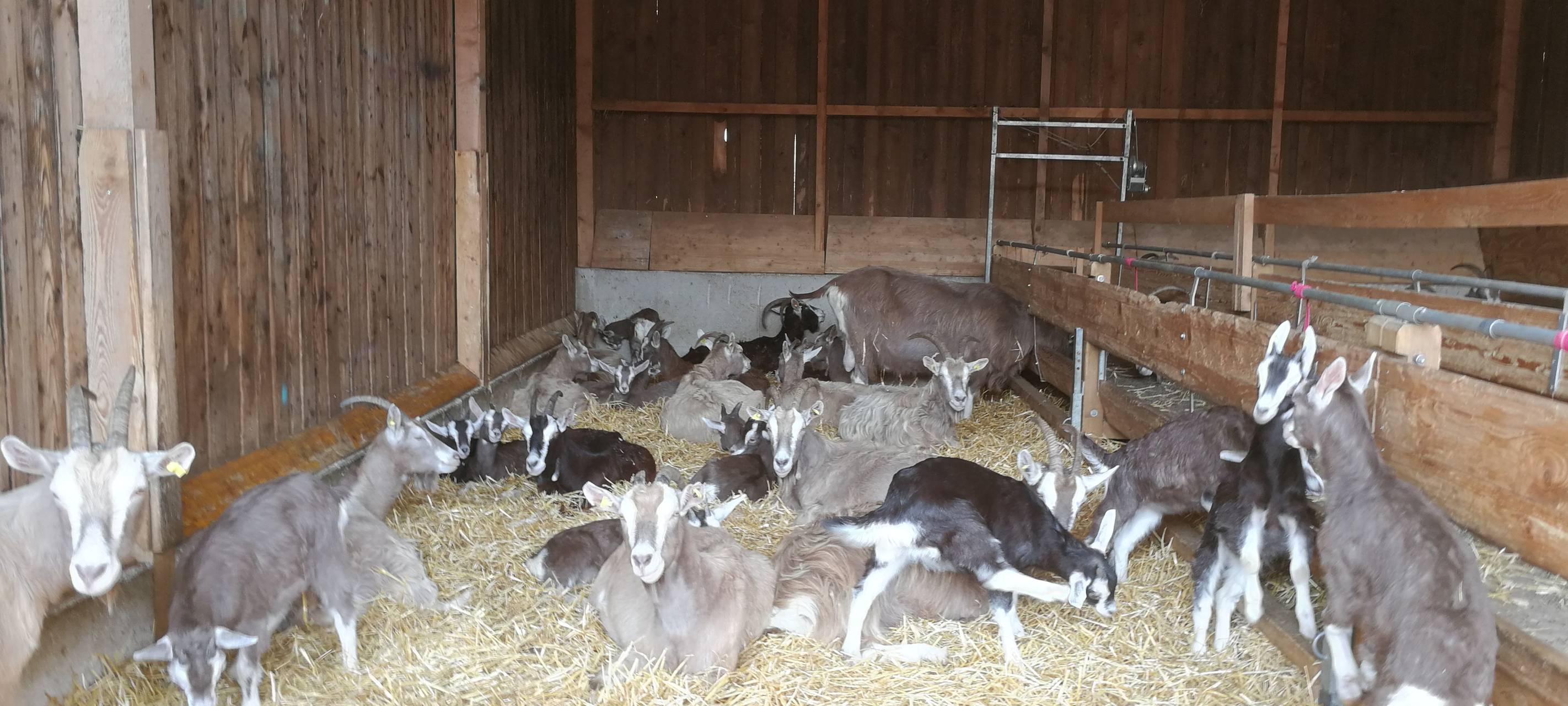 8. Lammtag in Iserlohn