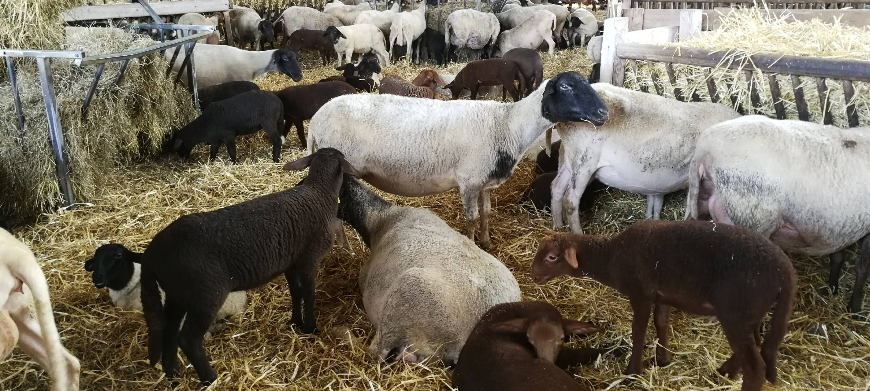 8. Lammtag in Iserlohn