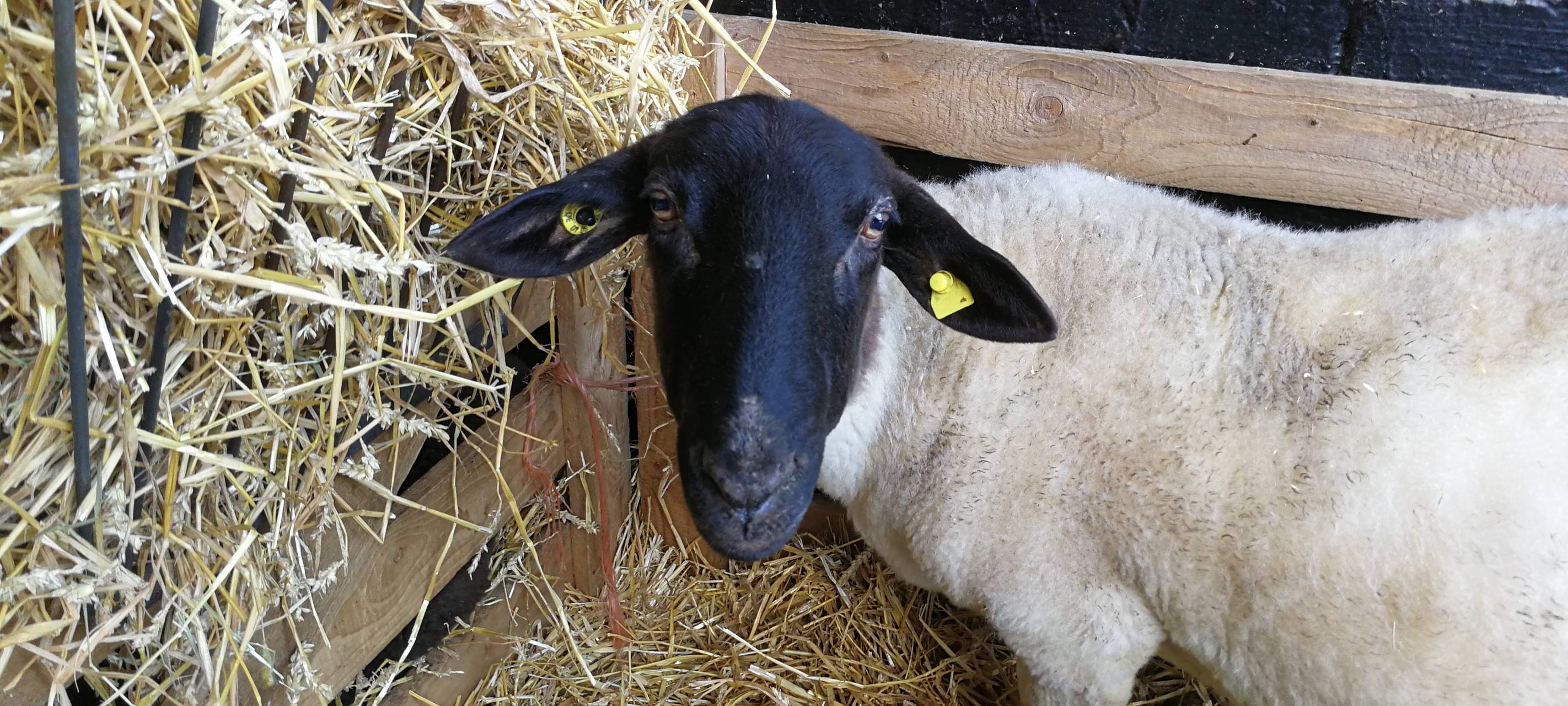 8. Lammtag in Iserlohn