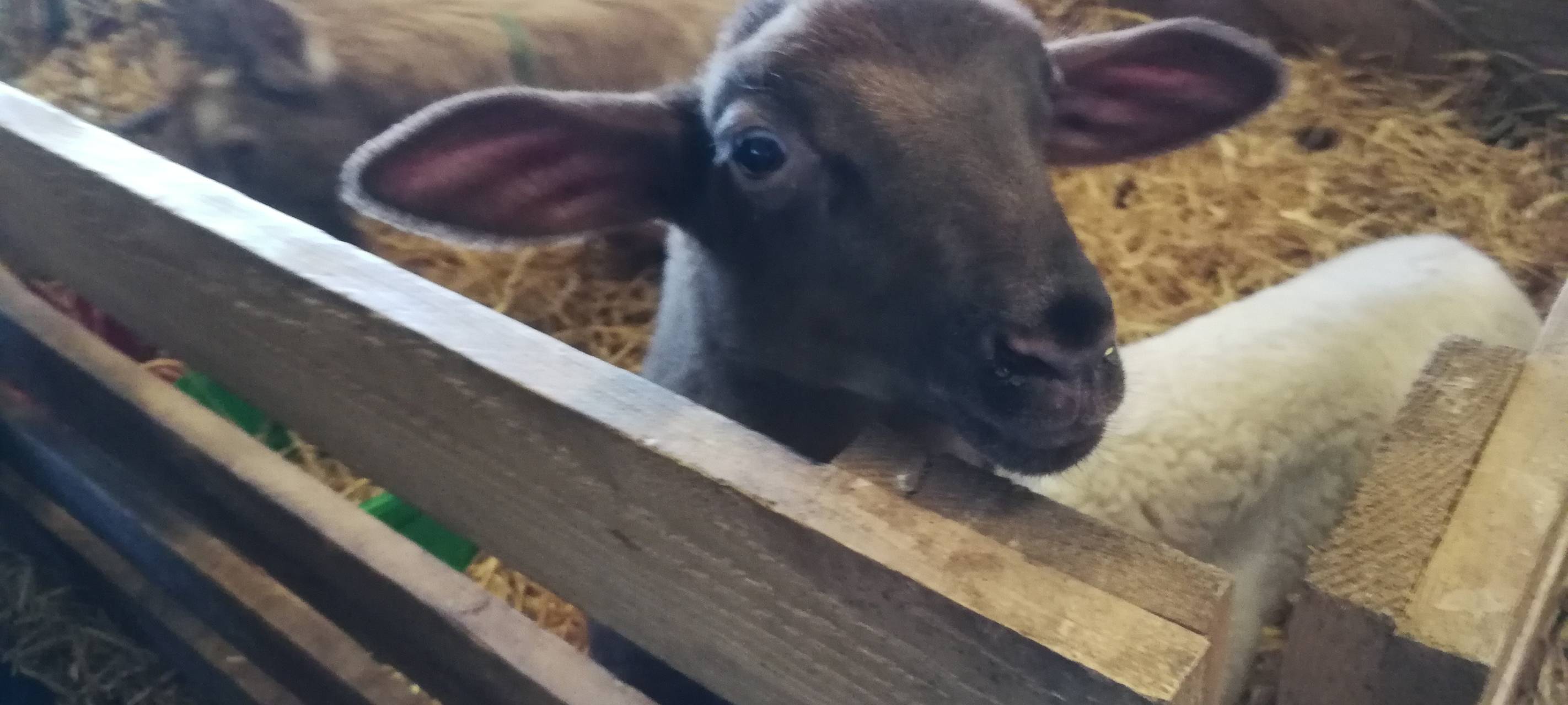 8. Lammtag in Iserlohn