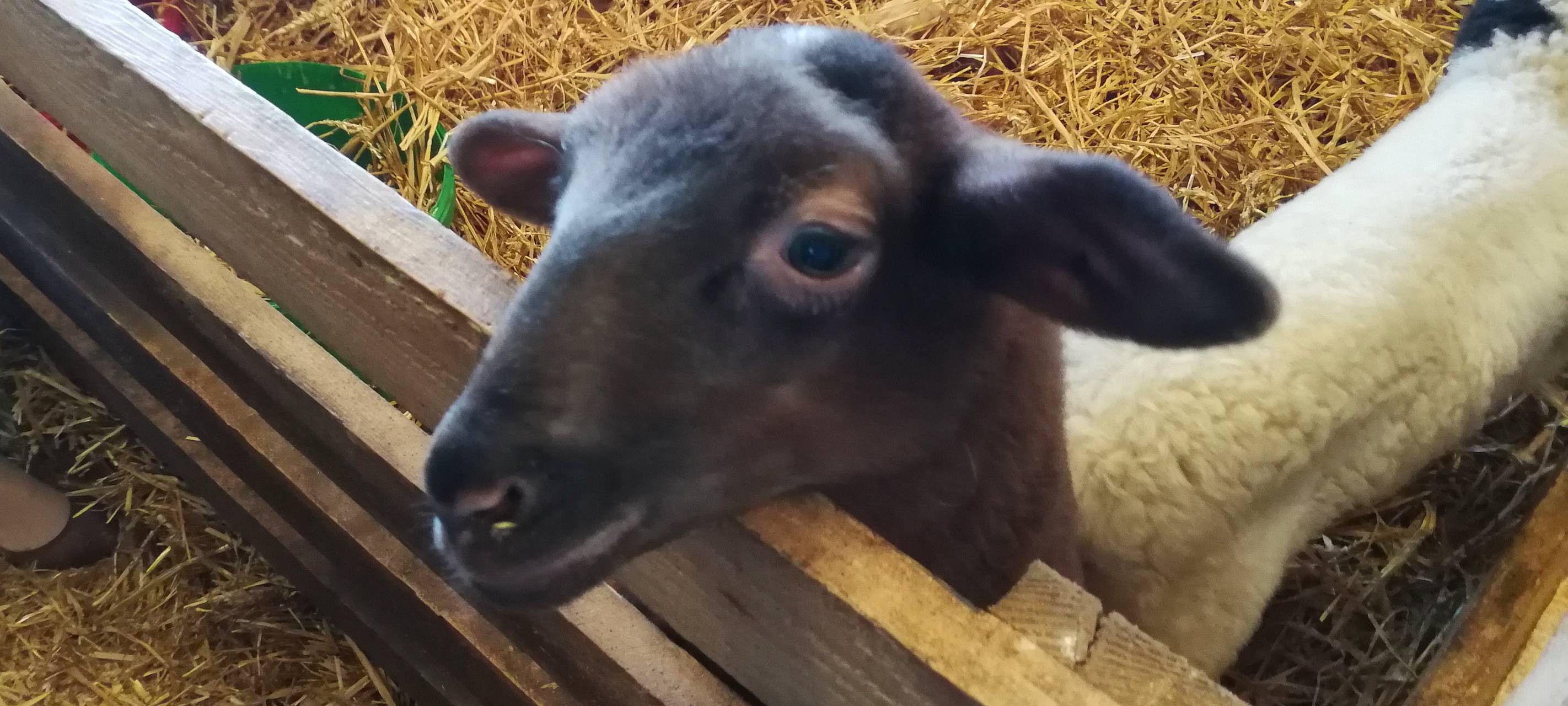 8. Lammtag in Iserlohn