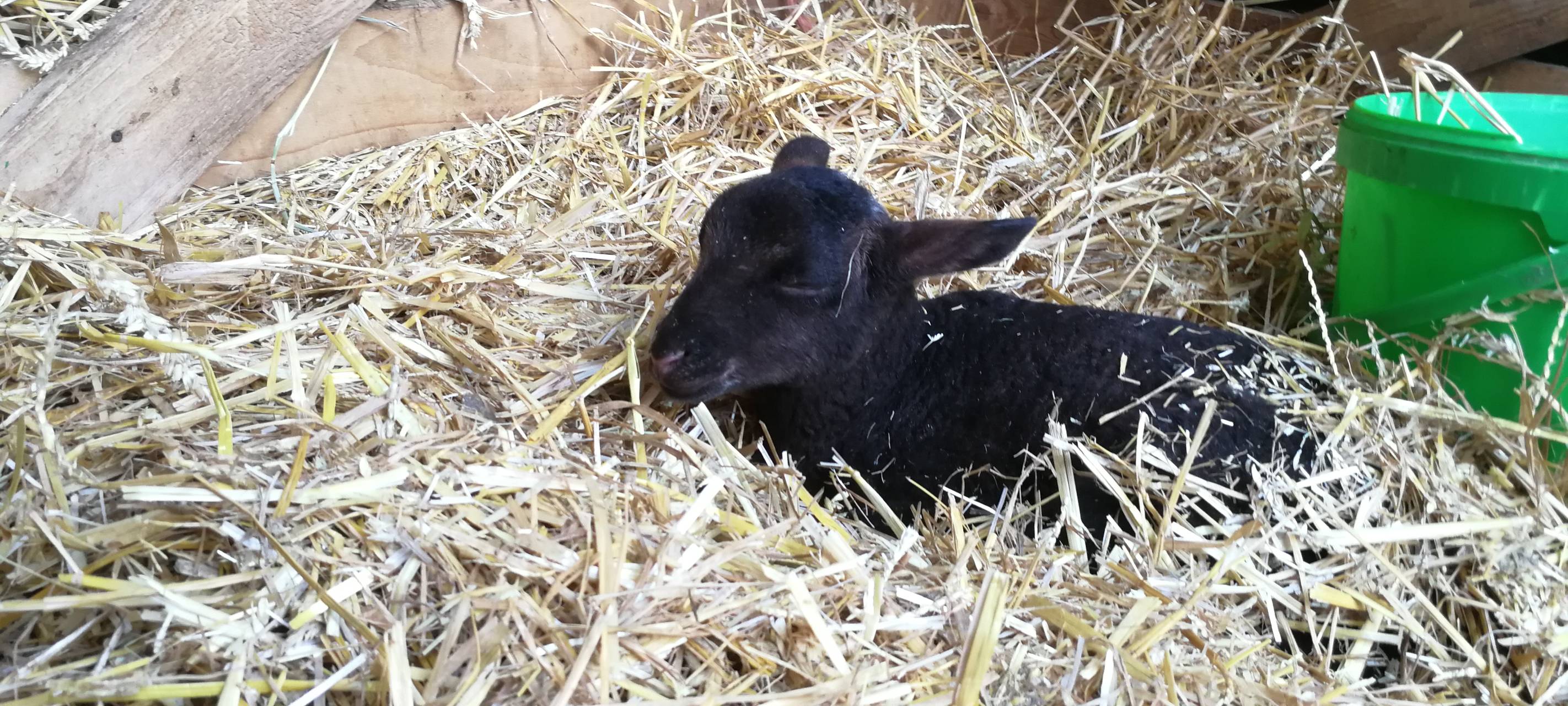 8. Lammtag in Iserlohn