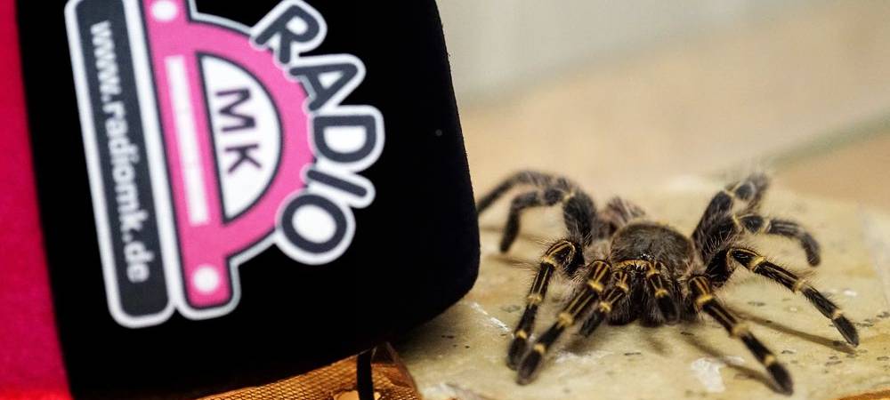 Größte Vogelspinnen der Welt bald in Menden