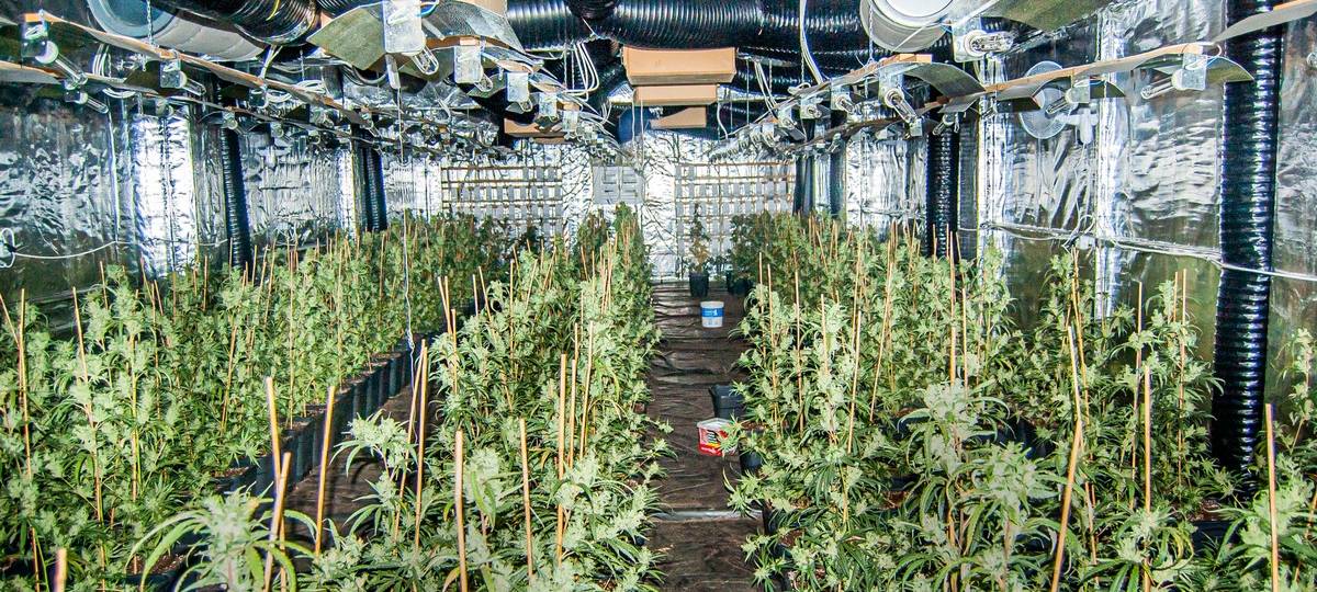 Illegale Cannabis-Plantage in Meinerzhagen ausgehoben