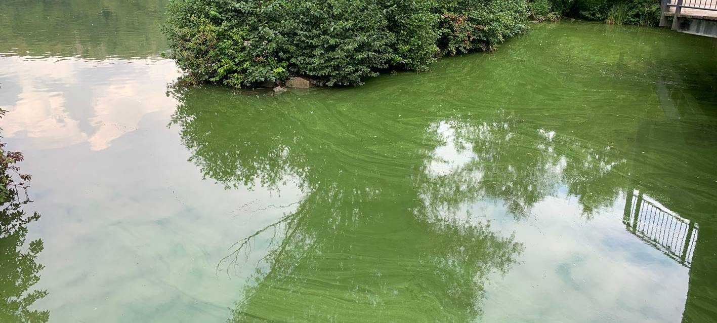 Keine Entwarnung in Iserlohn: Immer noch Blaualgen im Seilersee