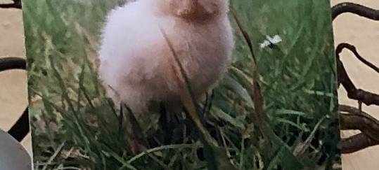 Küken zu Besuch in der Kita Abenteuerland Iserlohn