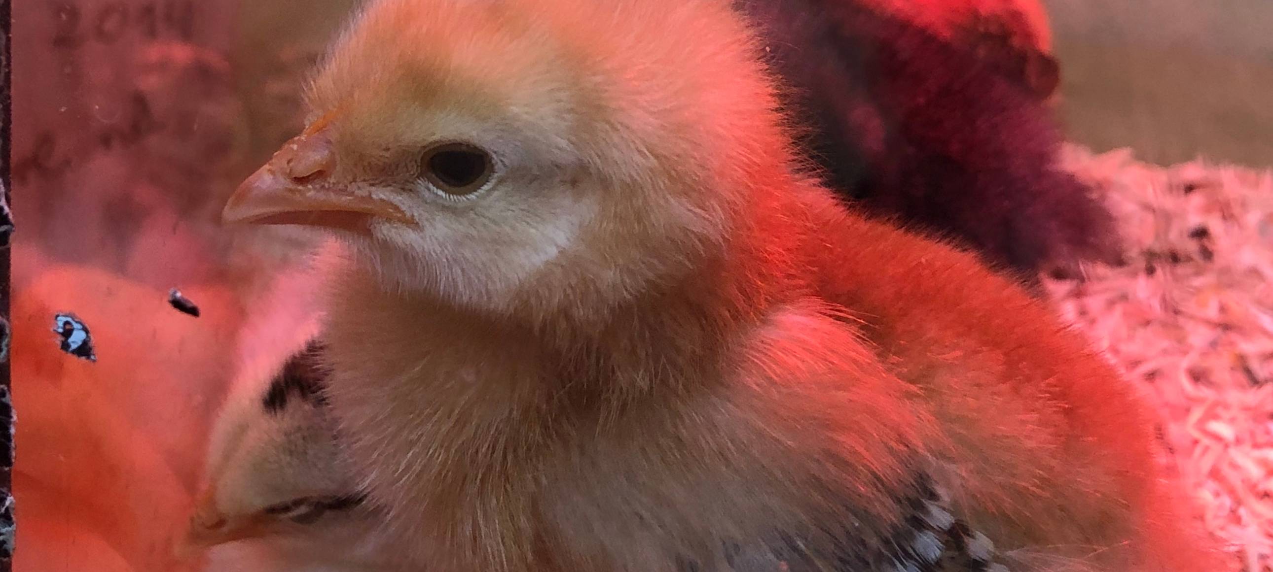 Küken zu Besuch in der Kita Abenteuerland Iserlohn