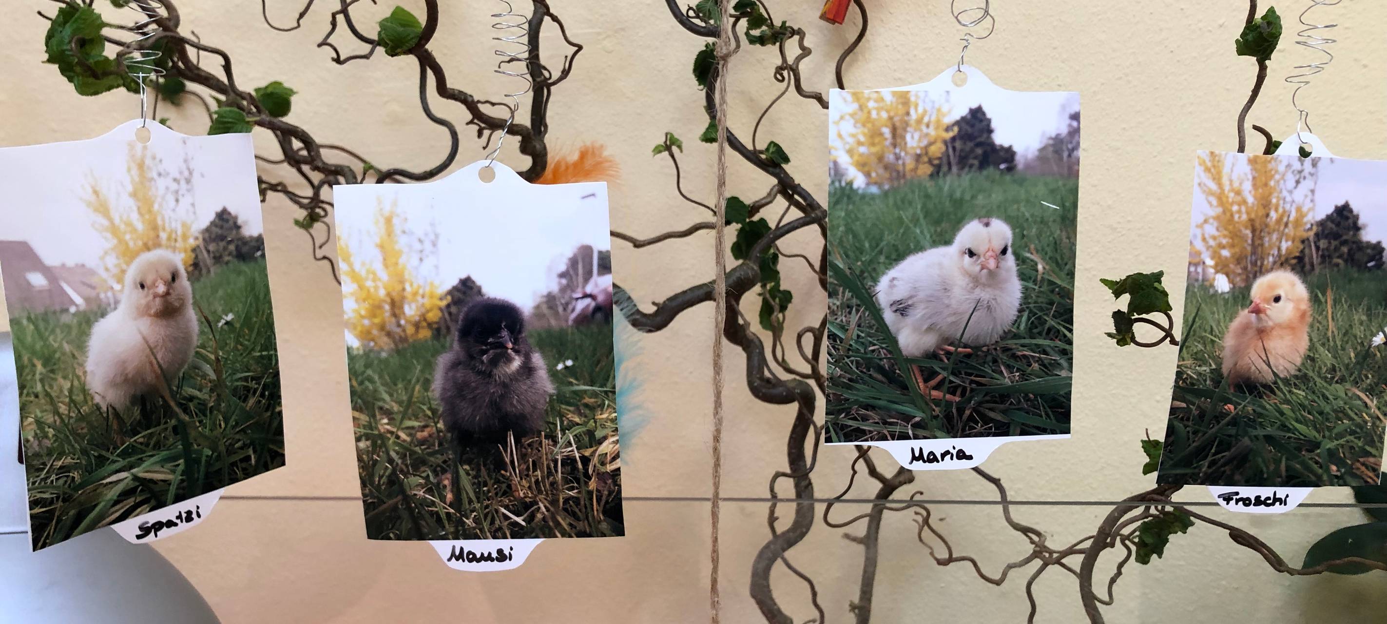 Küken zu Besuch in der Kita Abenteuerland Iserlohn