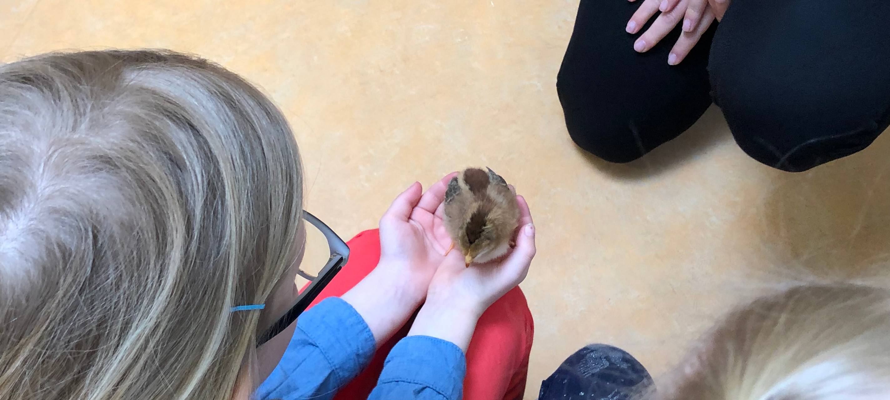 Küken zu Besuch in der Kita Abenteuerland Iserlohn