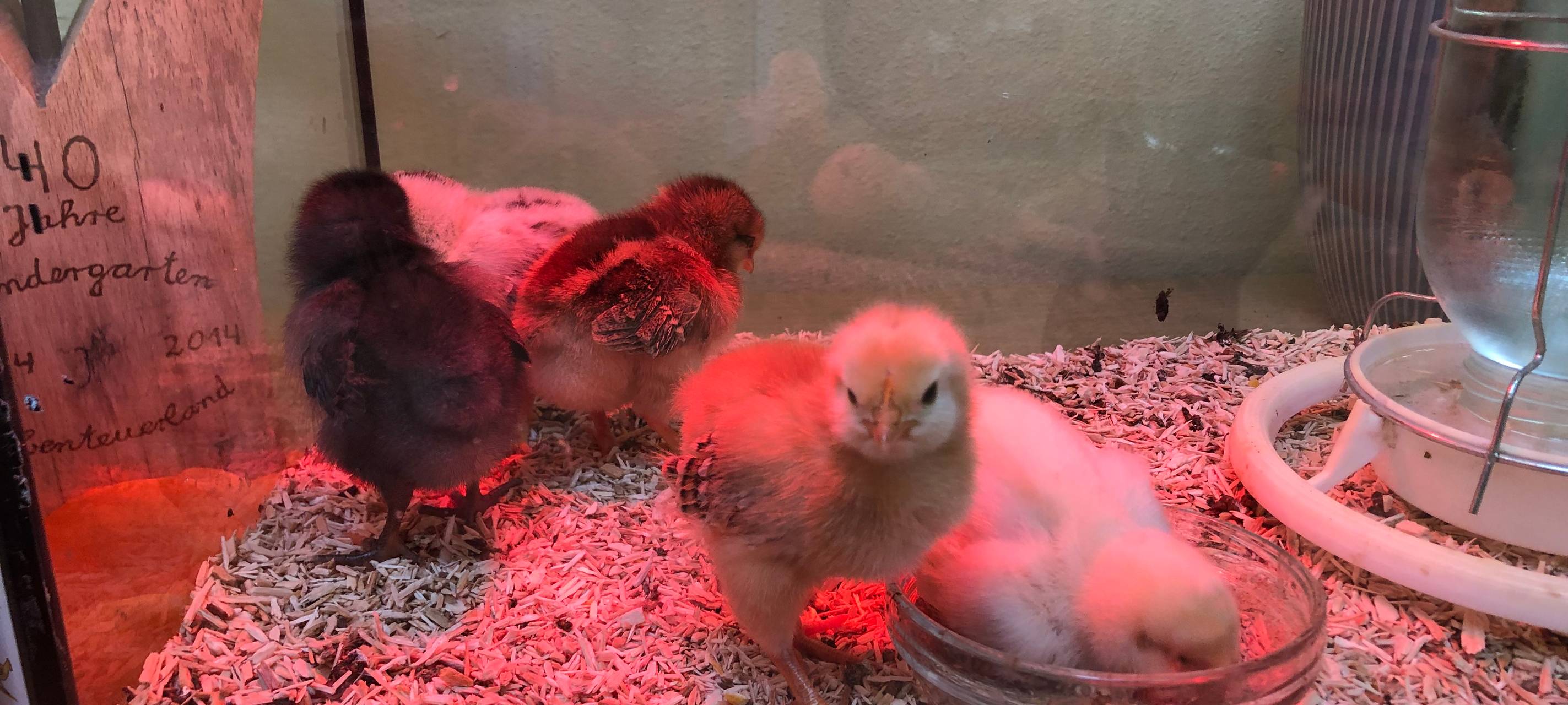 Küken zu Besuch in der Kita Abenteuerland Iserlohn
