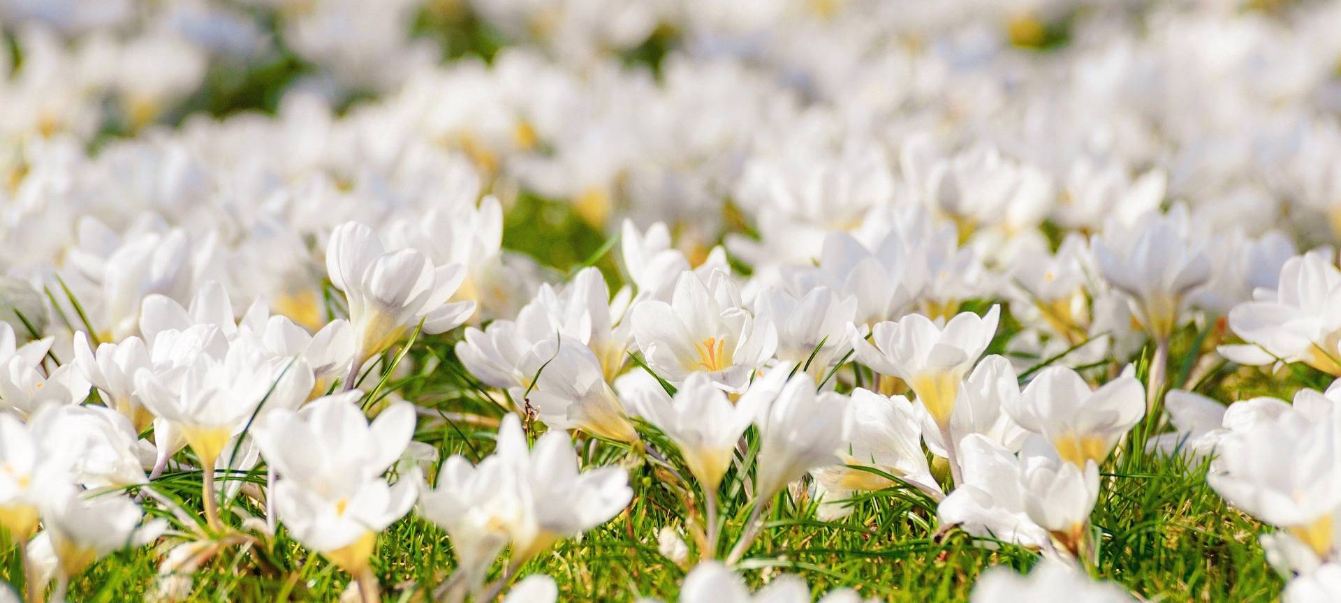 Menden-Lendringsen feiert den Frühling